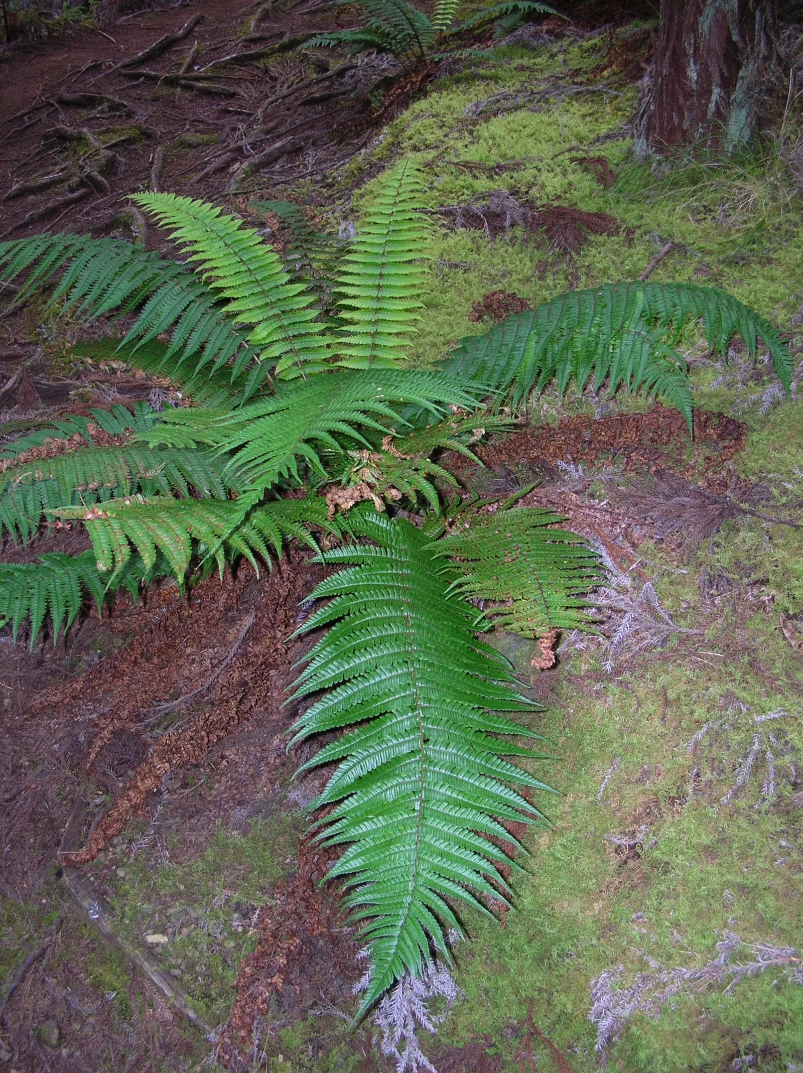 Coastal Wood Fern (Dryopteris wallichiana) — This fern boasts upright, lance-shaped fronds with a handsome dark central stalk