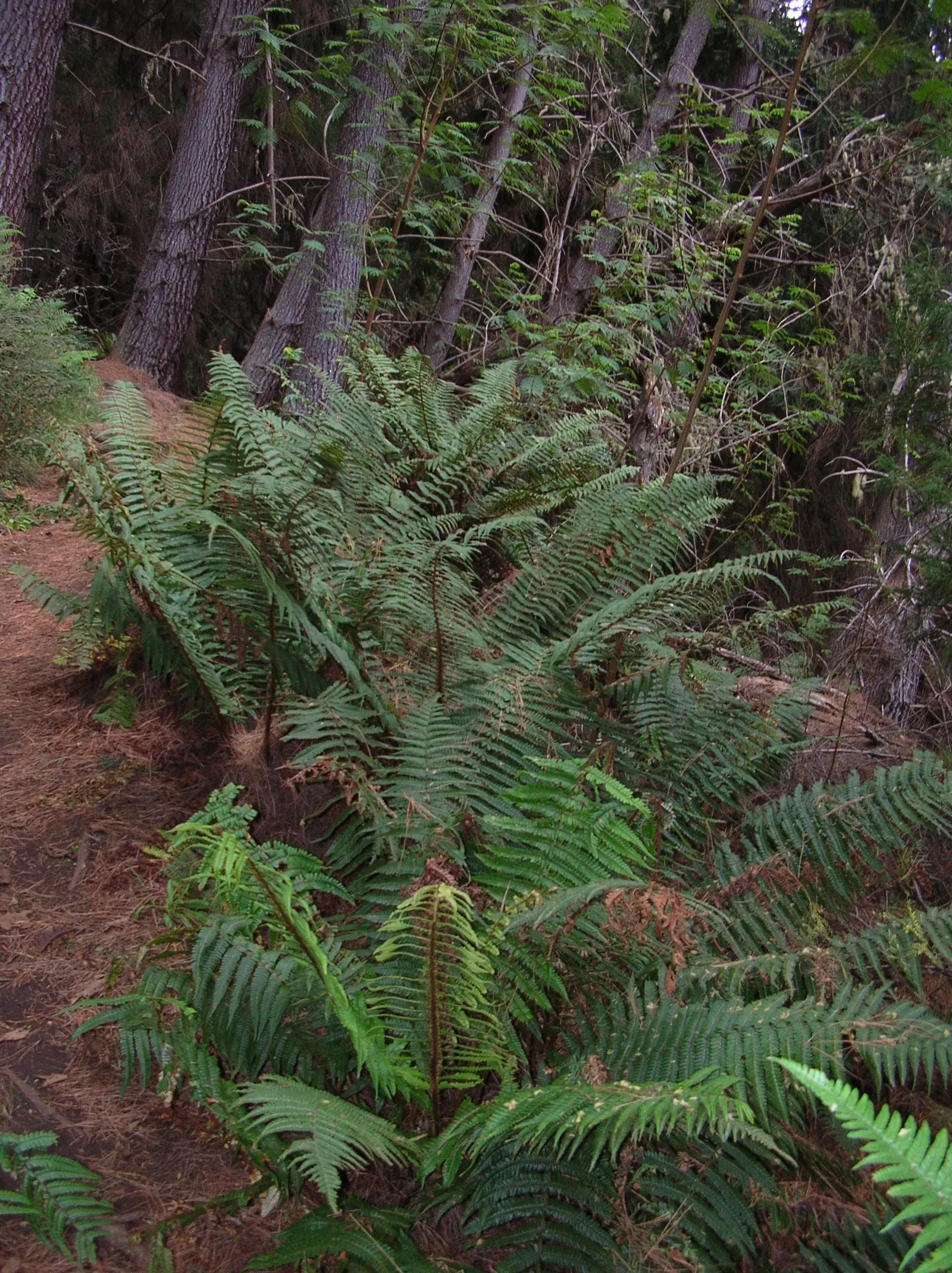 Coastal Wood Fern (Dryopteris wallichiana) — is an eye-catching perennial favored for its lush; it thrives in partial to full shade in moist, well-drained soil