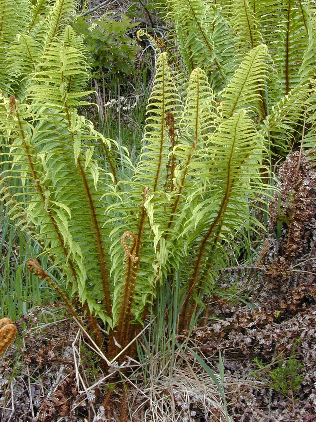 Coastal Wood Fern (Dryopteris wallichiana) — dark green fronds that grow in a shuttlecock-like fashion