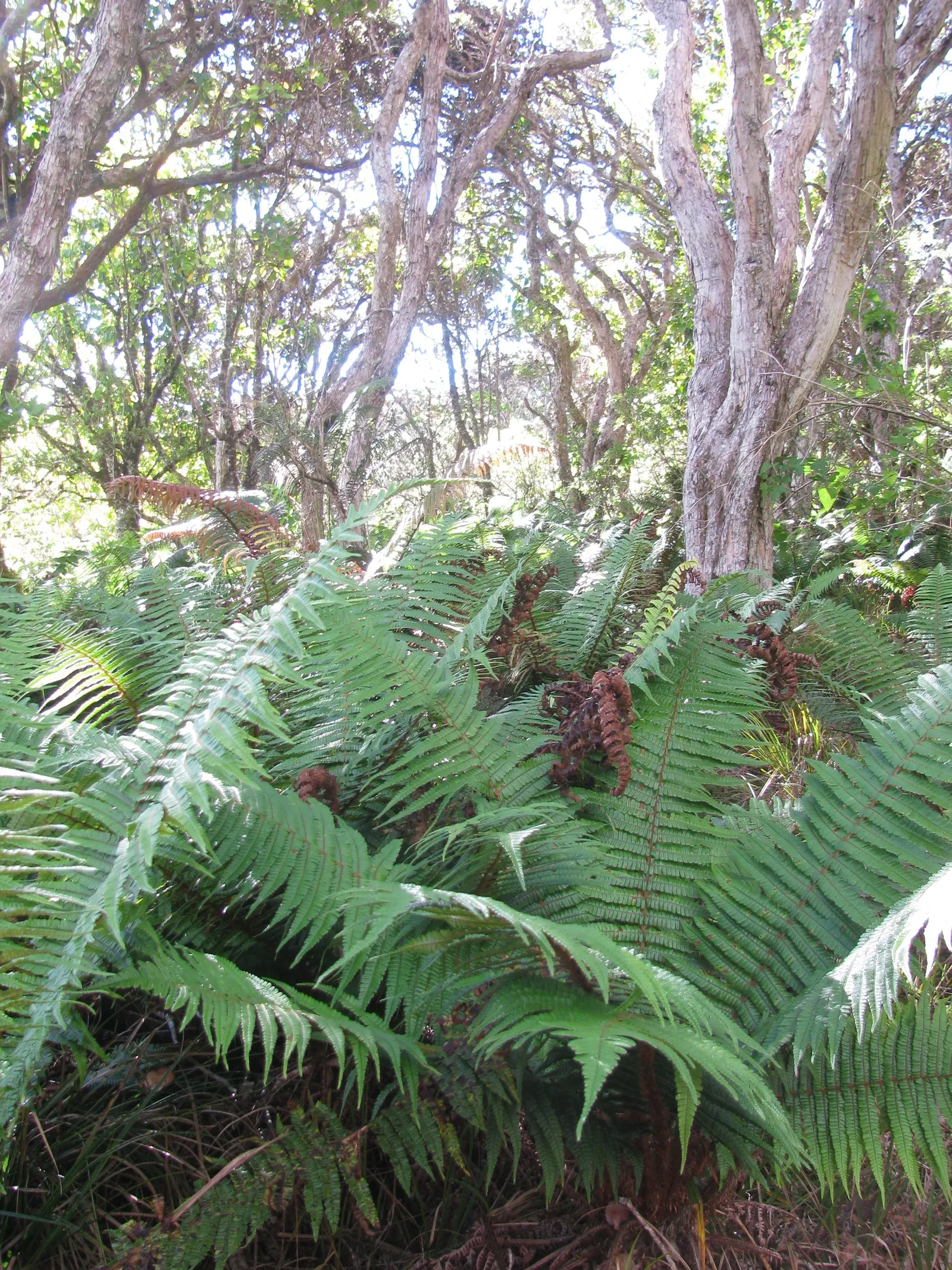 Coastal Wood Fern (Dryopteris wallichiana) — or alongside water features where its fronds will create movement and interest