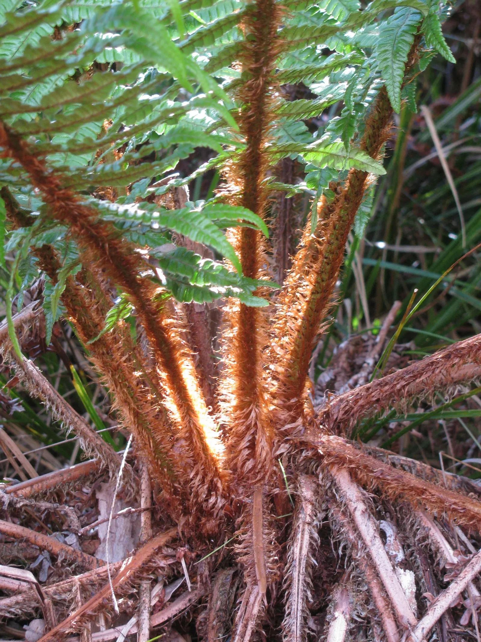 Coastal Wood Fern (Dryopteris wallichiana) — well-drained soil with plenty of organic matter