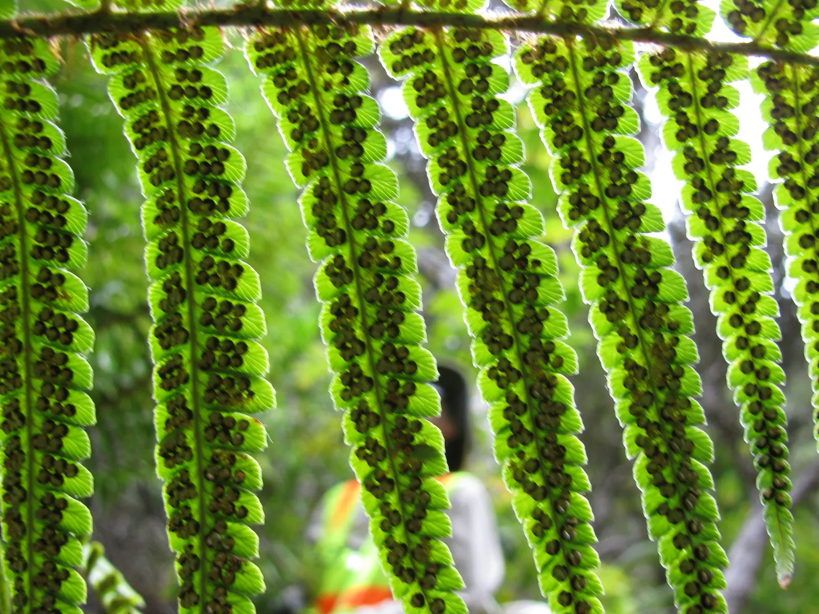 Coastal Wood Fern (Dryopteris wallichiana) — the Coastal Wood Fern can serve as an excellent backdrop for shade gardens; is an eye-catching perennial favored