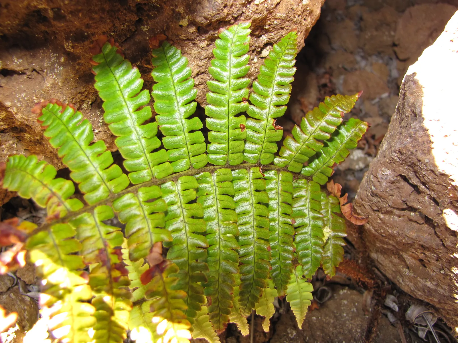 Coastal Wood Fern (Dryopteris wallichiana) — attractive plant that provides year-round interest
