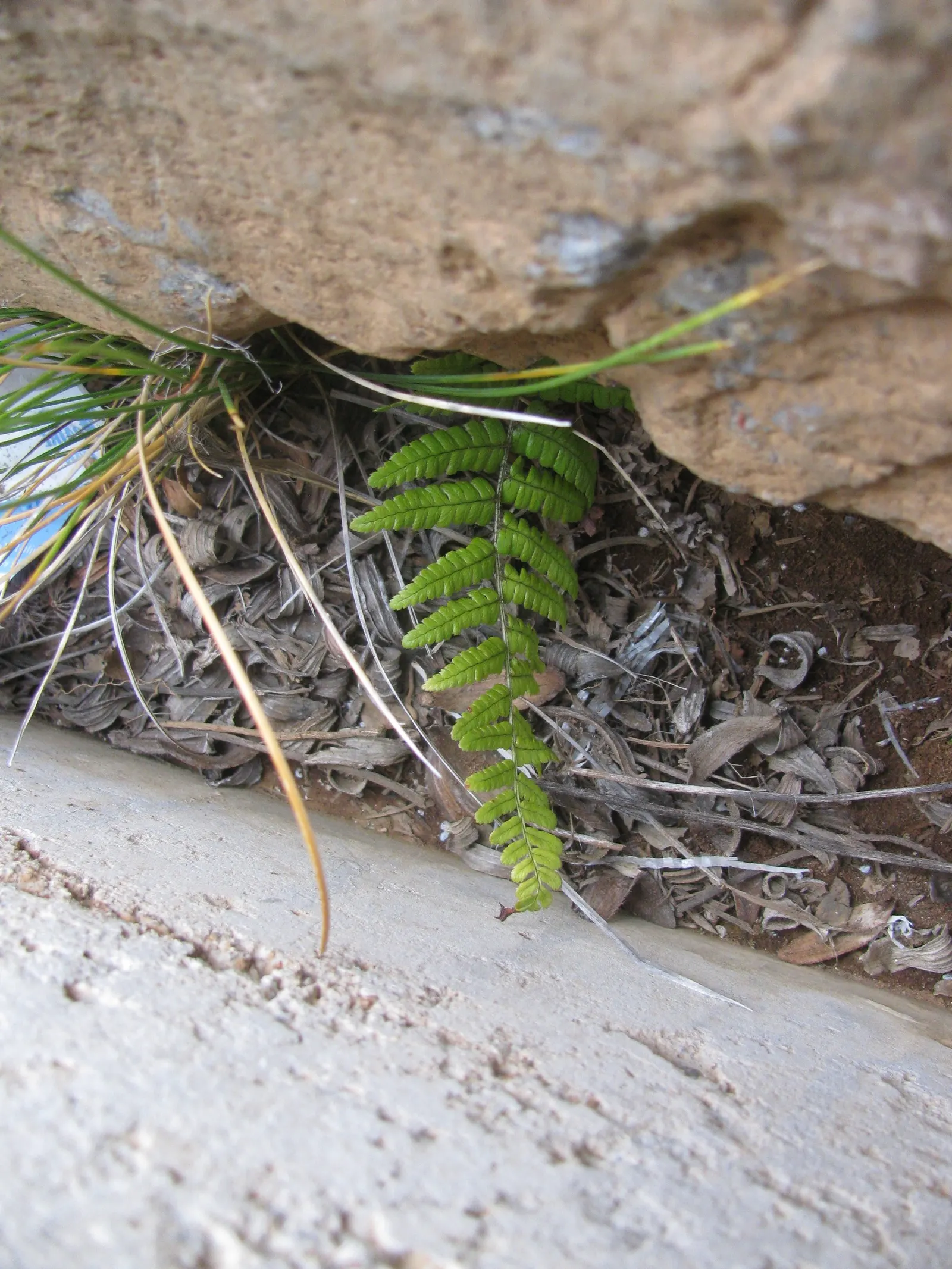 Coastal Wood Fern (Dryopteris wallichiana) — While it tolerates short periods of dry soil, it shows its best growth with consistent moisture; this fern boasts