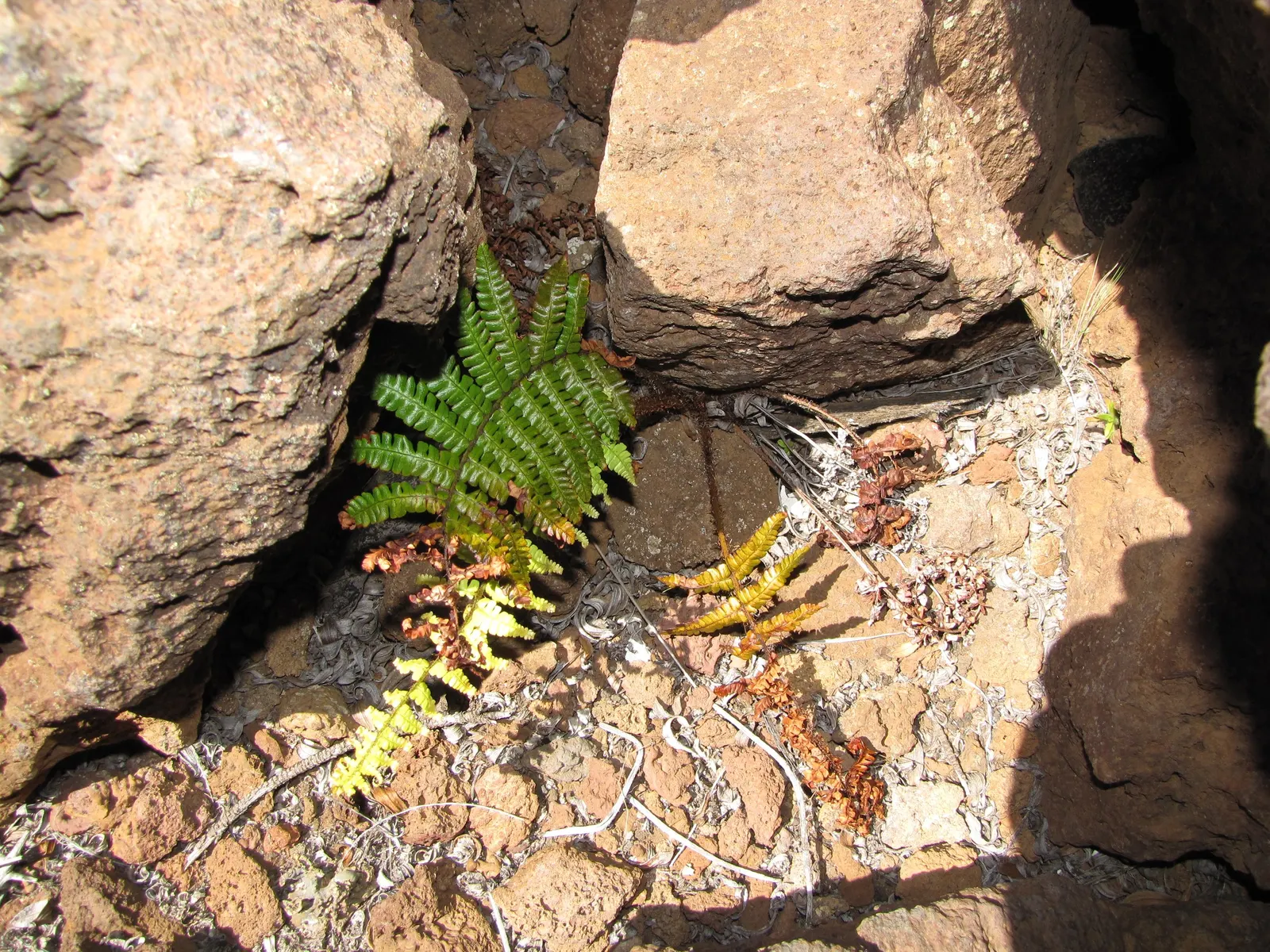 Coastal Wood Fern (Dryopteris wallichiana) — This fern boasts upright, lance-shaped fronds with a handsome dark central stalk; or alongside water features