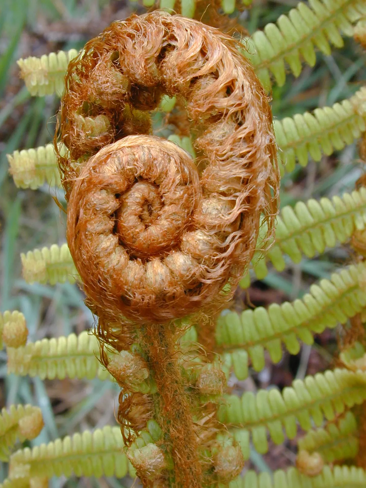 Coastal Wood Fern (Dryopteris wallichiana) — contributing both texture and a touch of elegance to any garden; while it tolerates short periods of dry soil, it