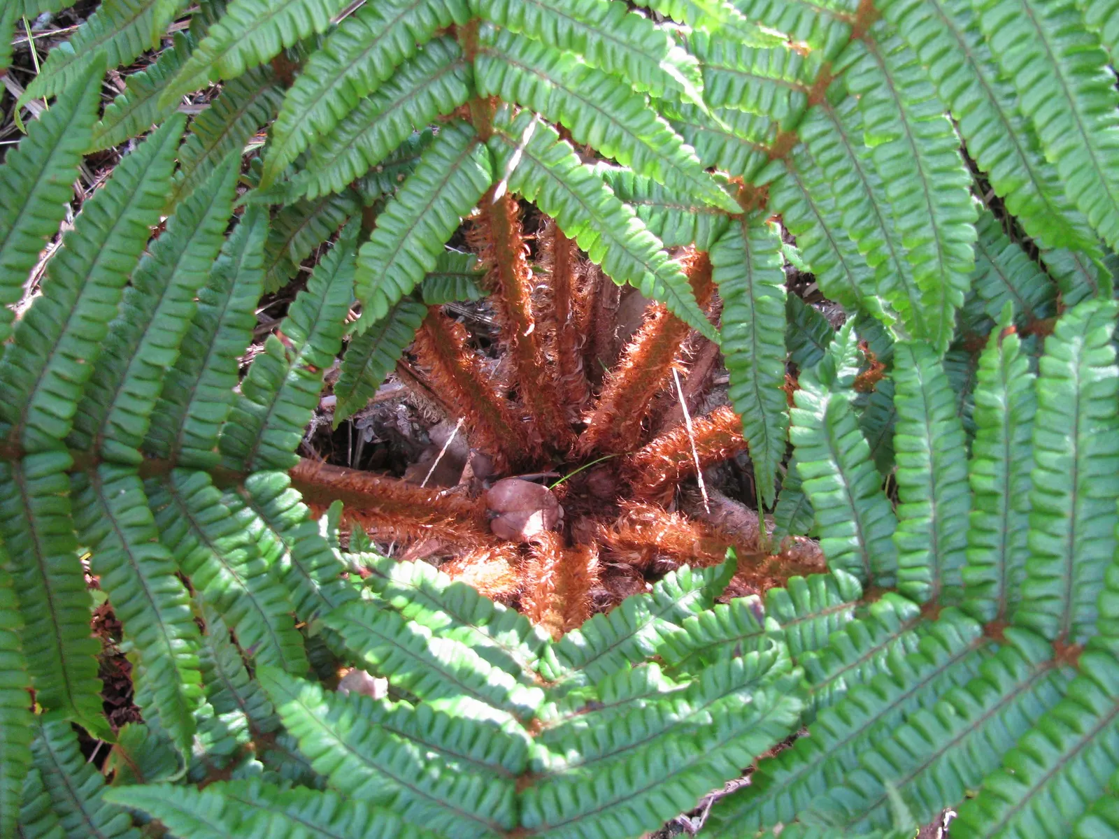 Coastal Wood Fern (Dryopteris wallichiana) — the Coastal Wood Fern can serve as an excellent backdrop for shade gardens