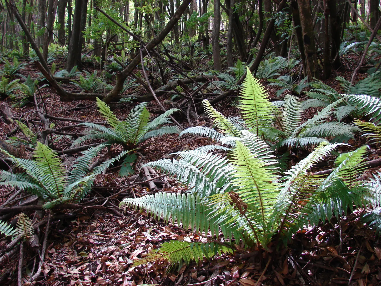Coastal Wood Fern (Dryopteris wallichiana) — contributing both texture and a touch of elegance to any garden