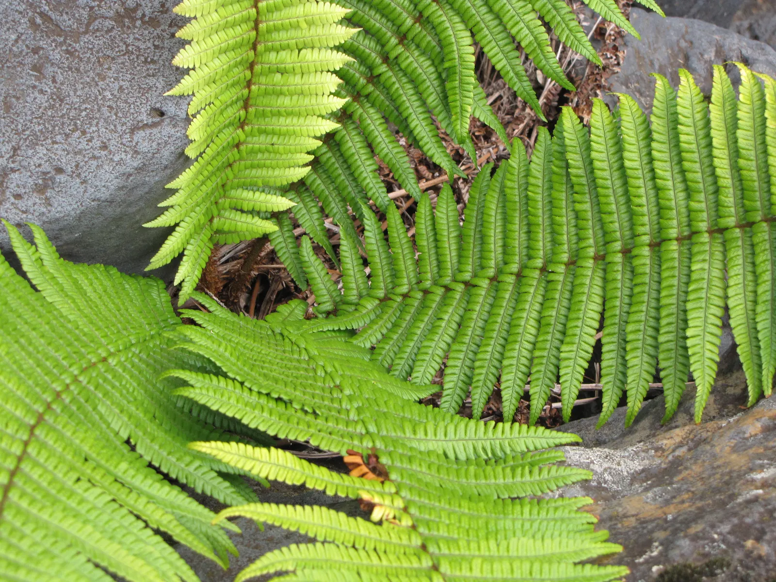 Coastal Wood Fern (Dryopteris wallichiana) — scientifically known as Dryopteris wallichiana; as long as it is kept moist.<br><br>When designing landscapes