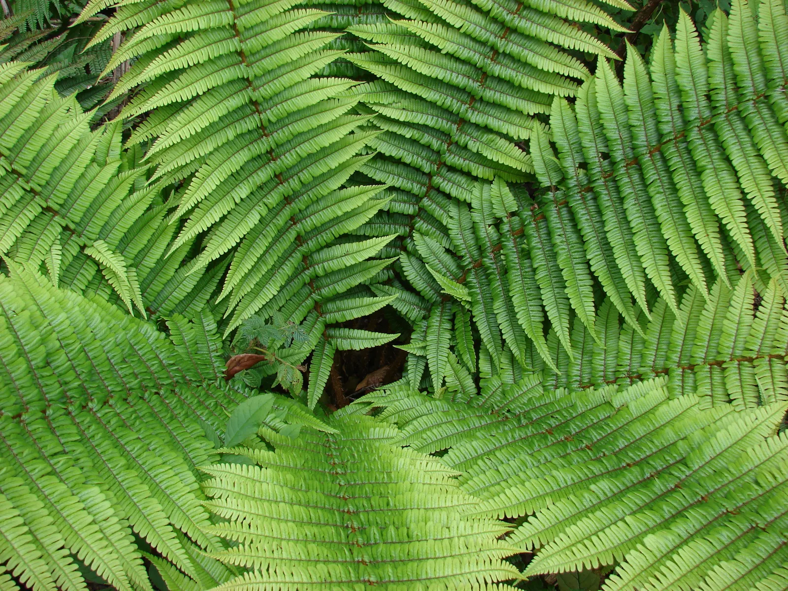 Coastal Wood Fern (Dryopteris wallichiana) — this fern thrives in part to full shade and prefers a rich