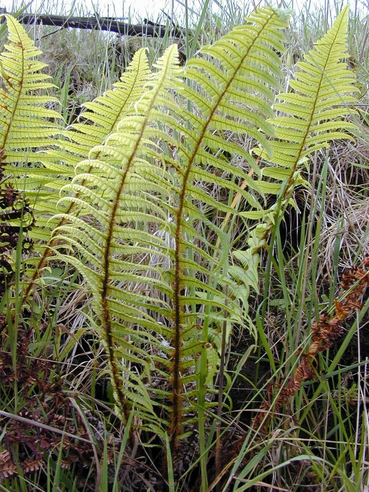 Coastal Wood Fern (Dryopteris wallichiana) — It thrives in partial to full shade in moist, well-drained soil; semi-evergreen fronds that can reach 3-5 feet in