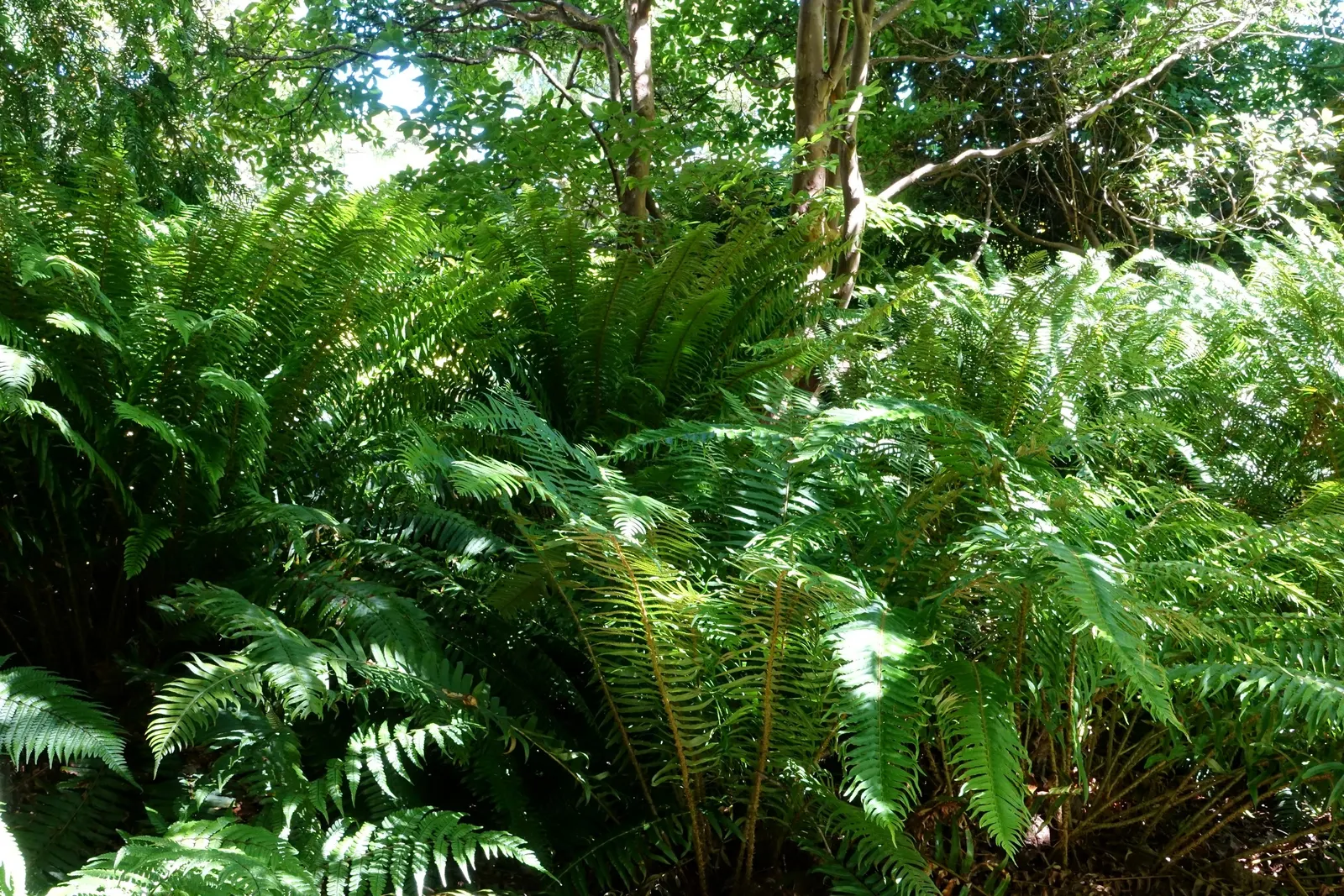 Coastal Wood Fern (Dryopteris wallichiana) — semi-evergreen fronds that can reach 3-5 feet in height