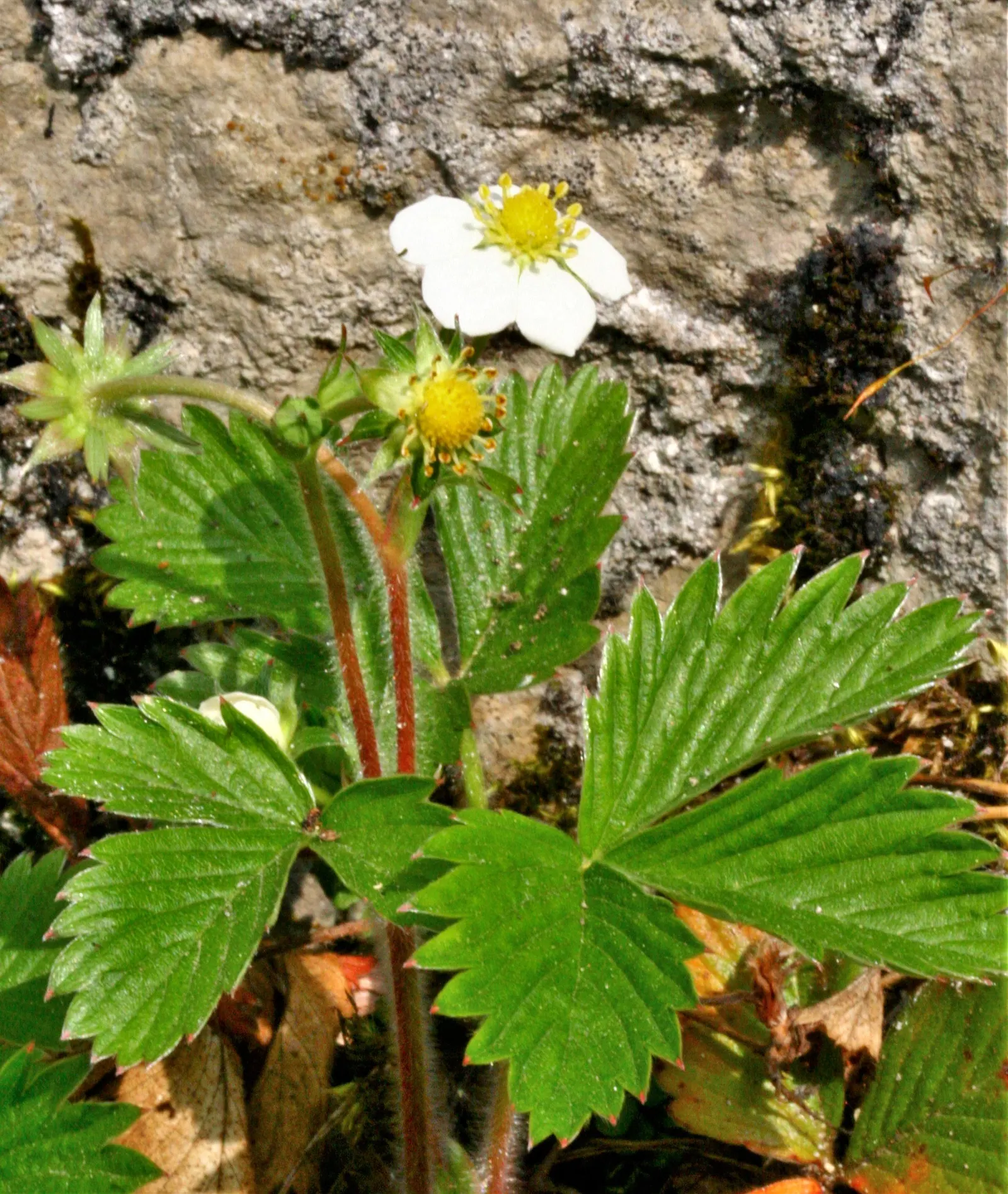 Woodland Strawberry (Fragaria Vesca Ssp. Californica) — with a slightly wider spread of 12 to 18 inches; including birds and butterflies, image 85