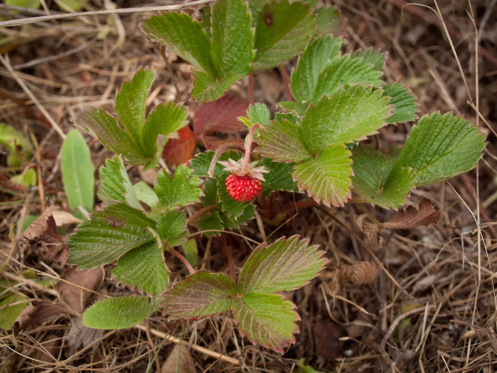 Woodland Strawberry (Fragaria Vesca Ssp. Californica) — making it versatile for various garden settings.<br><br>Delicate; ideal for borders and, image 112