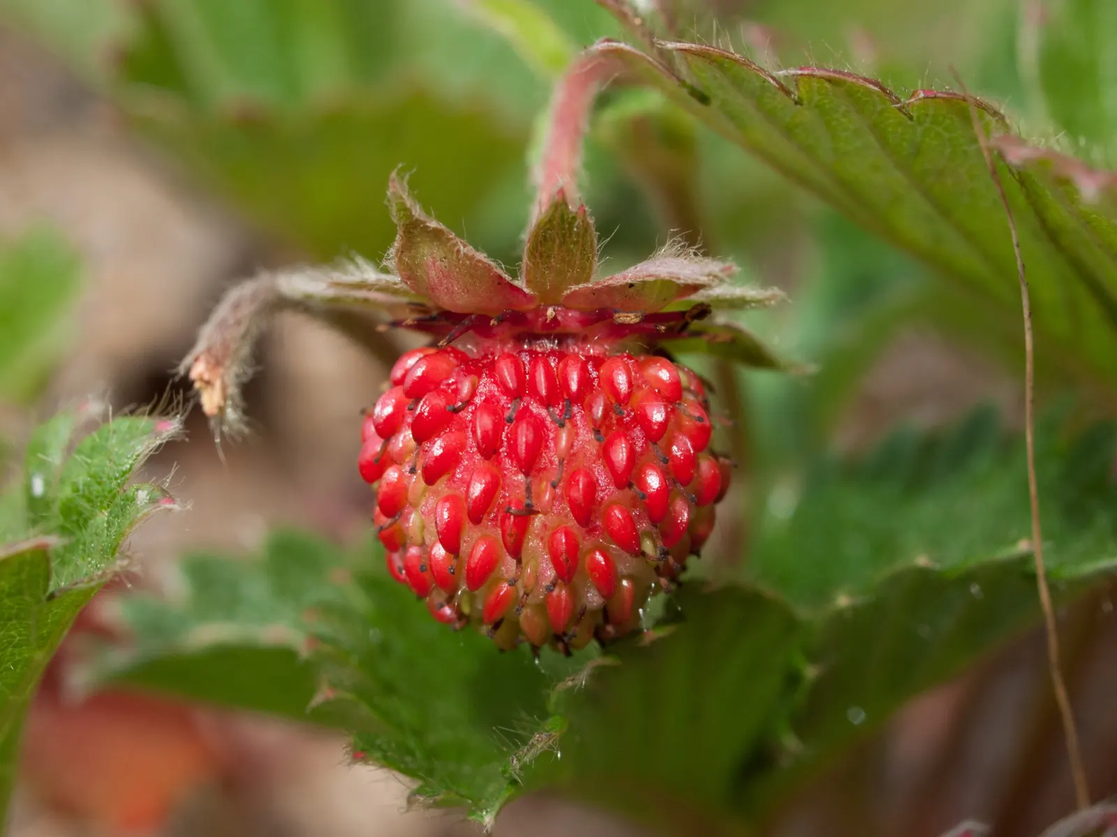 Woodland Strawberry (Fragaria Vesca Ssp. Californica) — allowing it to snugly nestle into small garden spaces or serve as an attractive, image 86