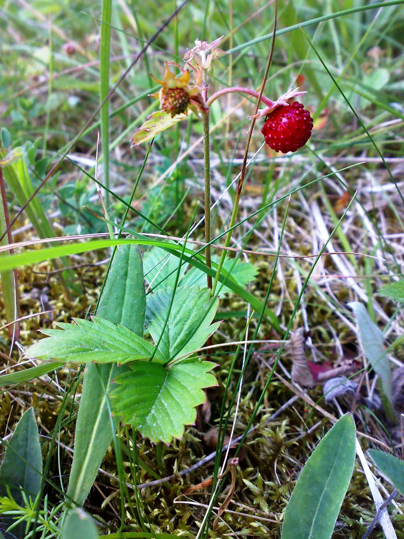 Woodland Strawberry (Fragaria Vesca Ssp. Californica) — The fruit appeals not only to the human palate but also attracts local wildlife; the, image 91