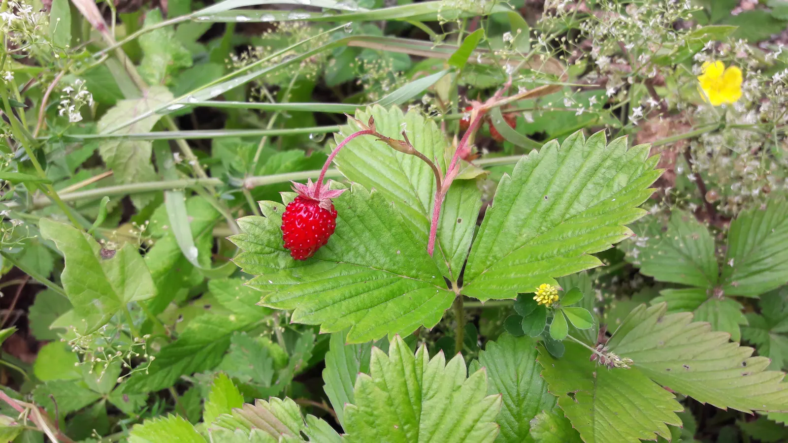Woodland Strawberry (Fragaria Vesca Ssp. Californica) — yet exceedingly flavorful; californica, is a petite perennial, thriving in USDA zones 5-9, image 90