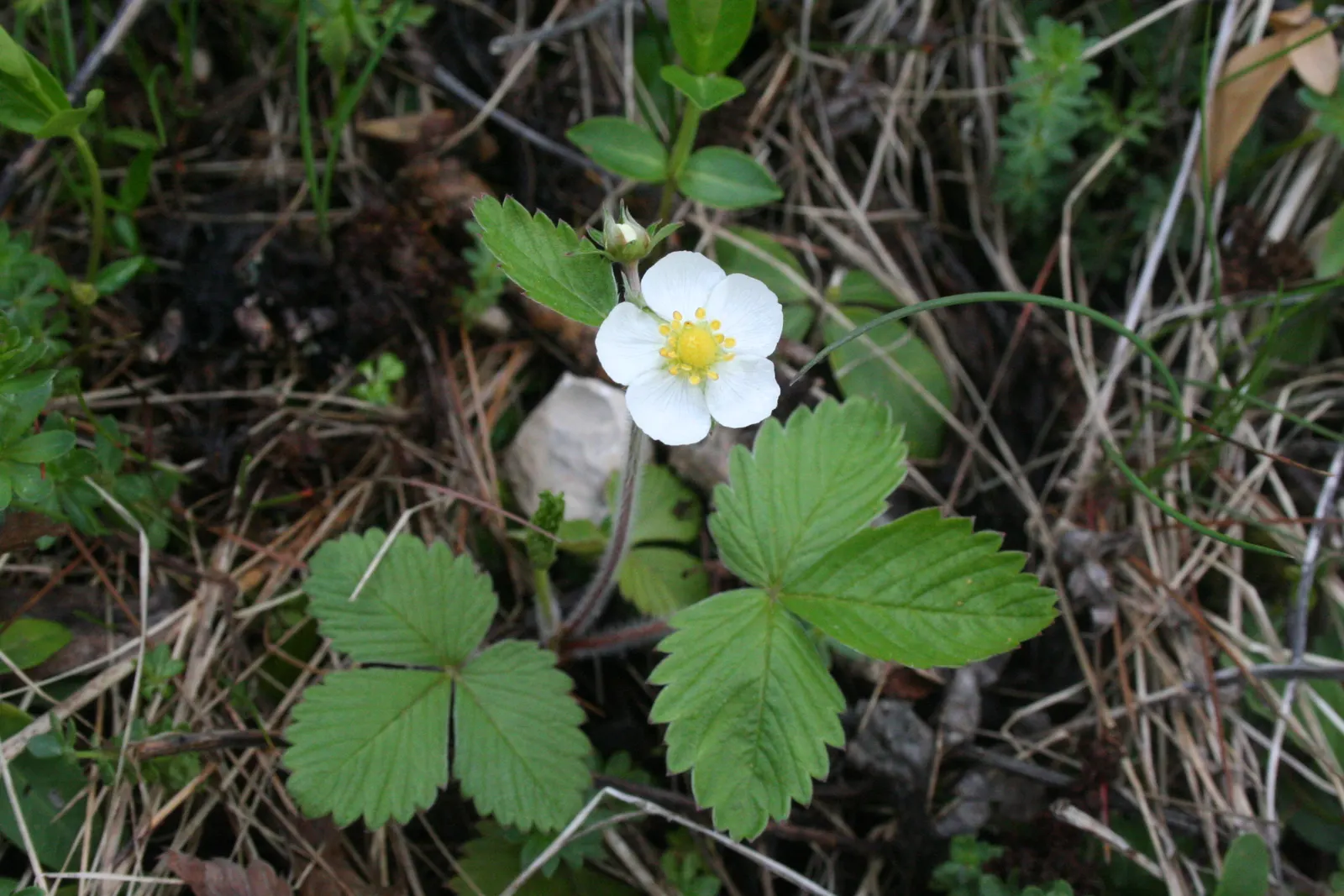 Woodland Strawberry (Fragaria Vesca Ssp. Californica) — ground cover / perennial with white blooms; yet exceedingly flavorful, image 99