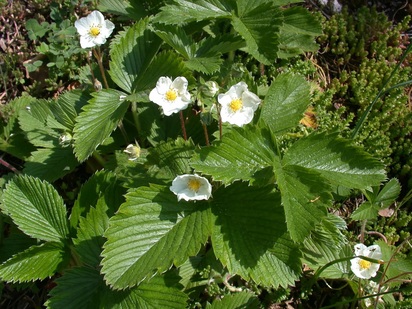 Woodland Strawberry (Fragaria Vesca Ssp. Californica) — yet exceedingly flavorful; californica, is a petite perennial, thriving in USDA zones 5-9, image 115