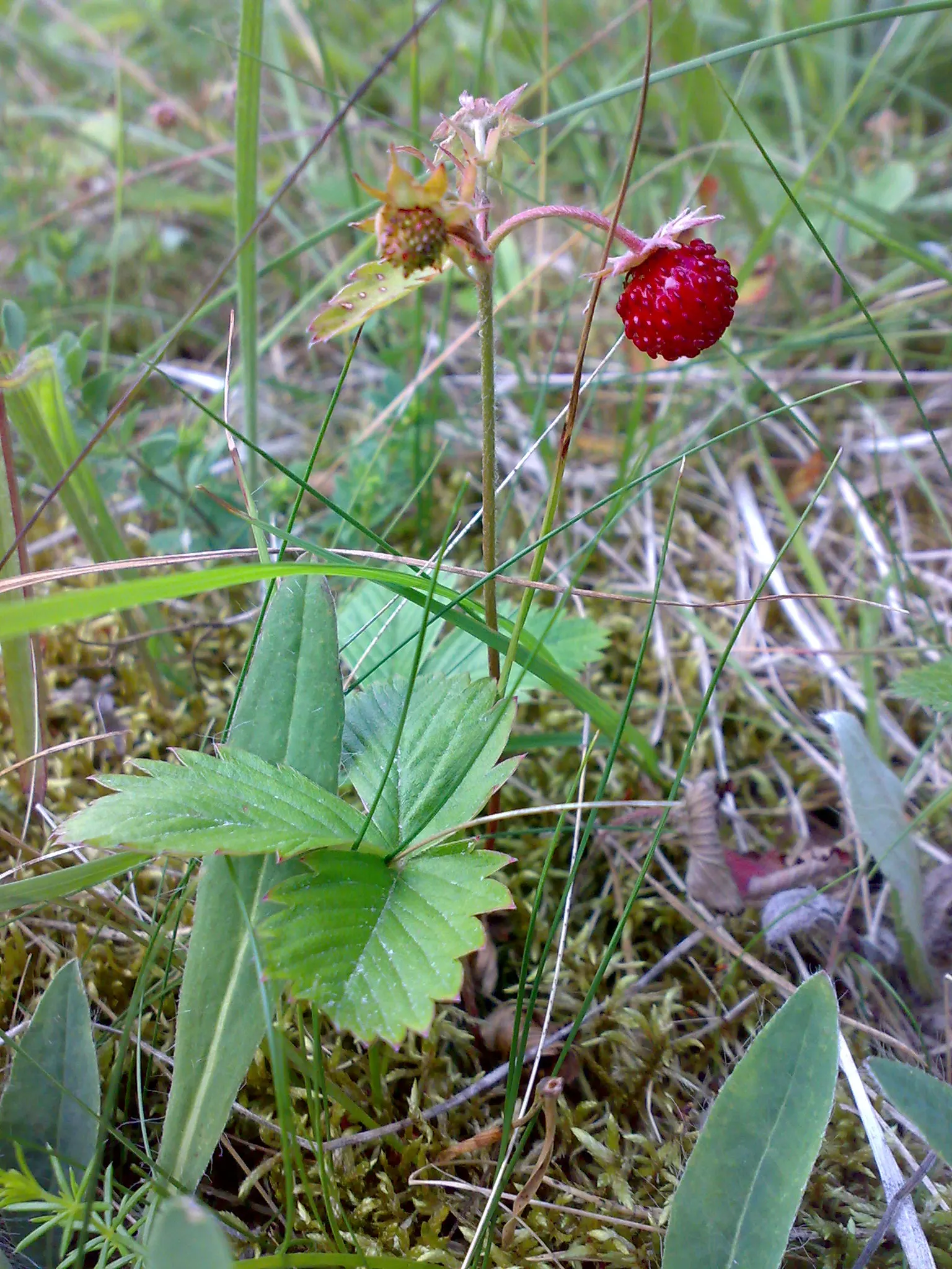 Woodland Strawberry (Fragaria Vesca Ssp. Californica) — the Woodland Strawberry typically reaches a modest height of 6 to 12 inches; with a, image 109
