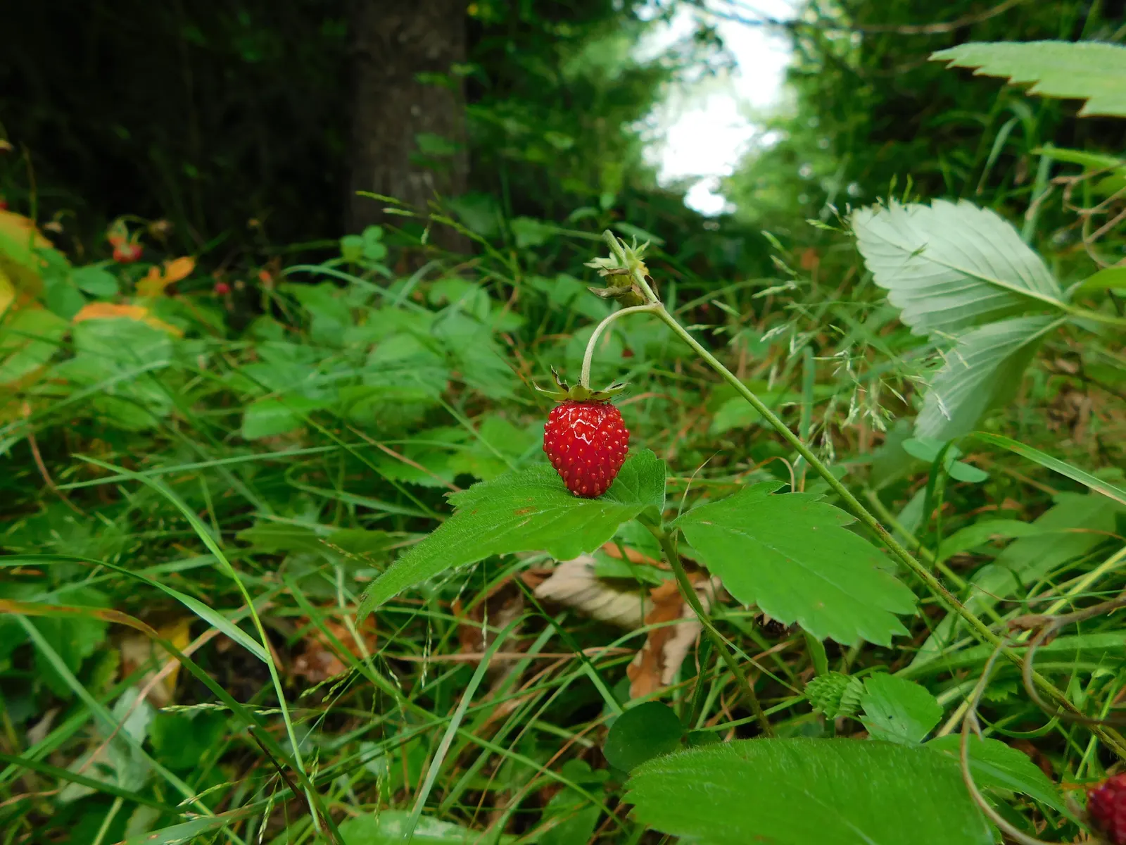 Woodland Strawberry (Fragaria Vesca Ssp. Californica) — including birds and butterflies; the fruit appeals not only to the human palate but also, image 92