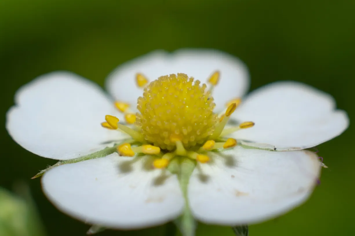 Woodland Strawberry (Fragaria Vesca Ssp. Californica) — white flowers in the garden; californica, is an enchanting addition to any garden, offering, image 98