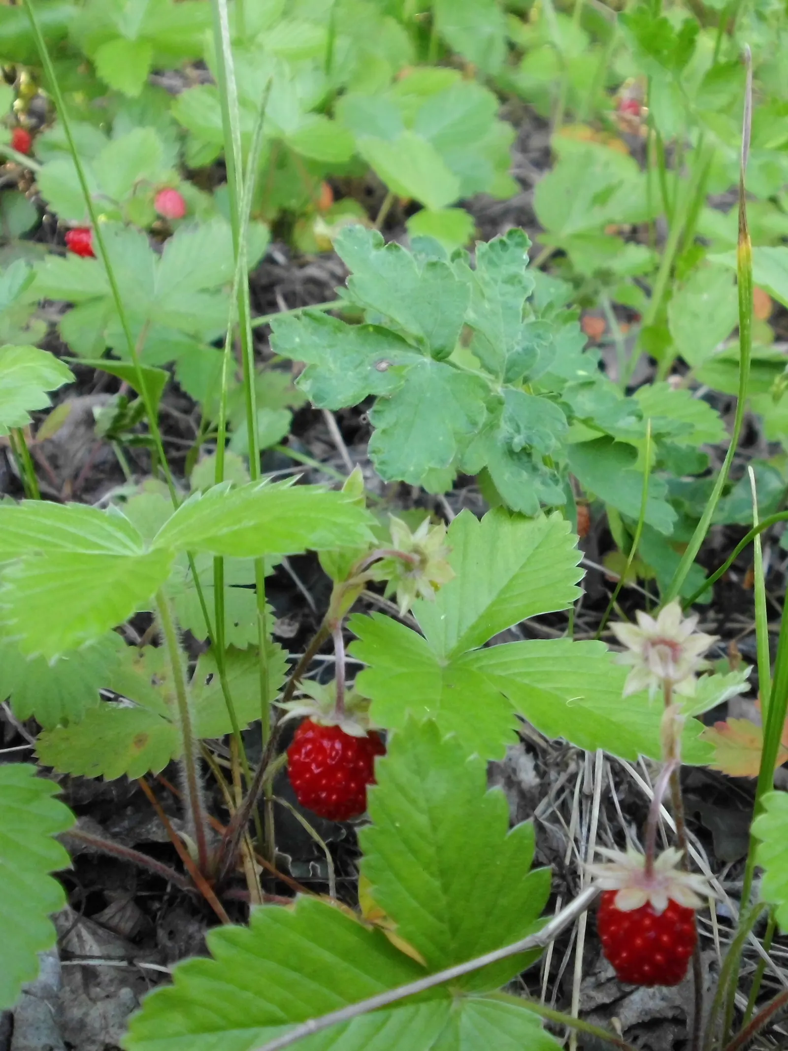 Woodland Strawberry (Fragaria Vesca Ssp. Californica) — trifoliate leaves create a lush, image 88