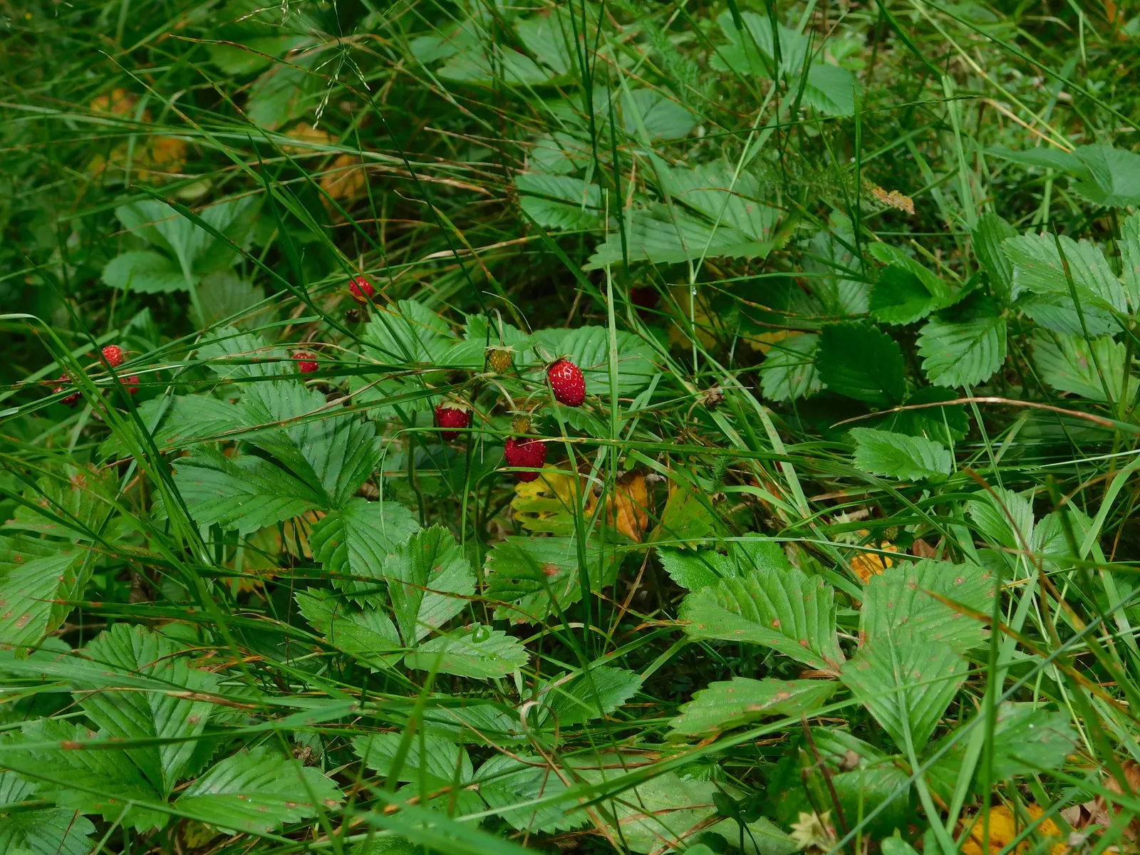 Woodland Strawberry (Fragaria Vesca Ssp. Californica) — adding an interactive component to your garden.<br><br>Beyond its ornamental and gustatory, image 93