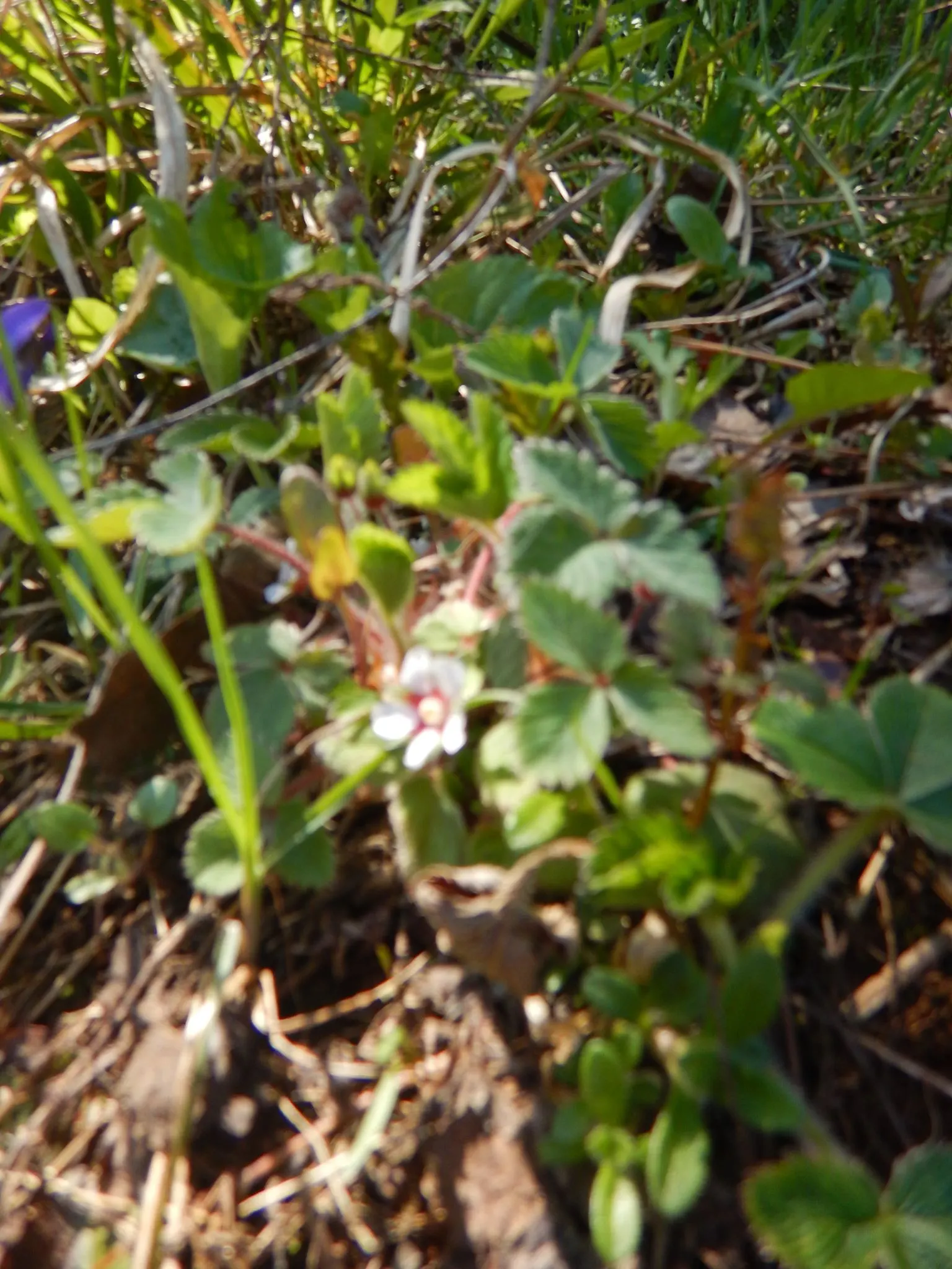 Woodland Strawberry (Fragaria Vesca Ssp. Californica) — When incorporating this ground jewel into your design; the Woodland Strawberry, Fragaria, image 97