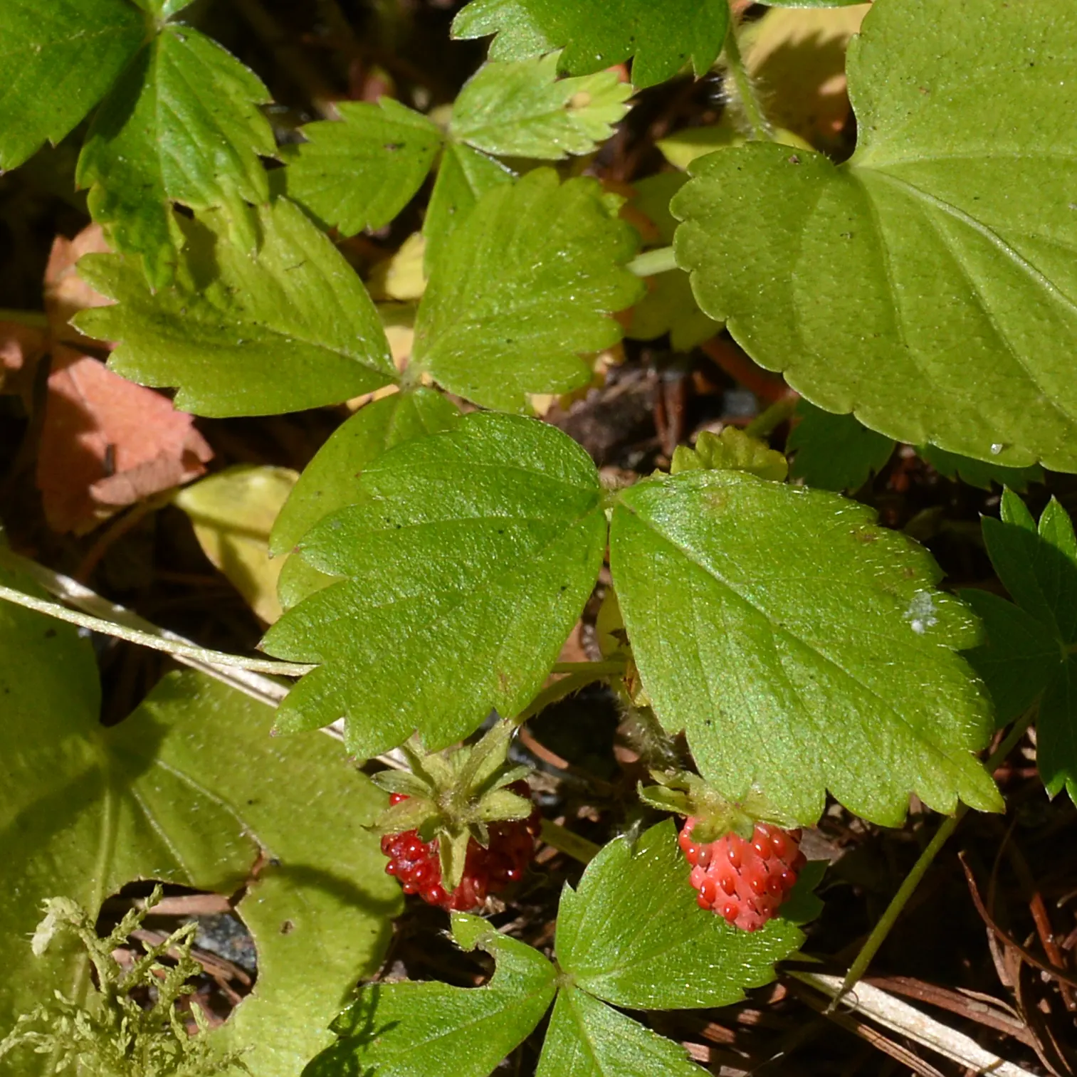 Woodland Strawberry (Fragaria Vesca Ssp. Californica) — trifoliate leaves create a lush, image 113