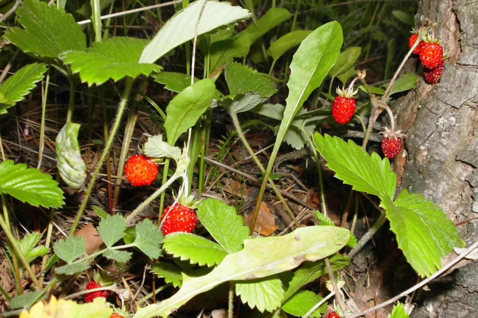 Woodland Strawberry (Fragaria Vesca Ssp. Californica) — green backdrop from which the dainty white flowers emerge in spring; drought-resistant once, image 114