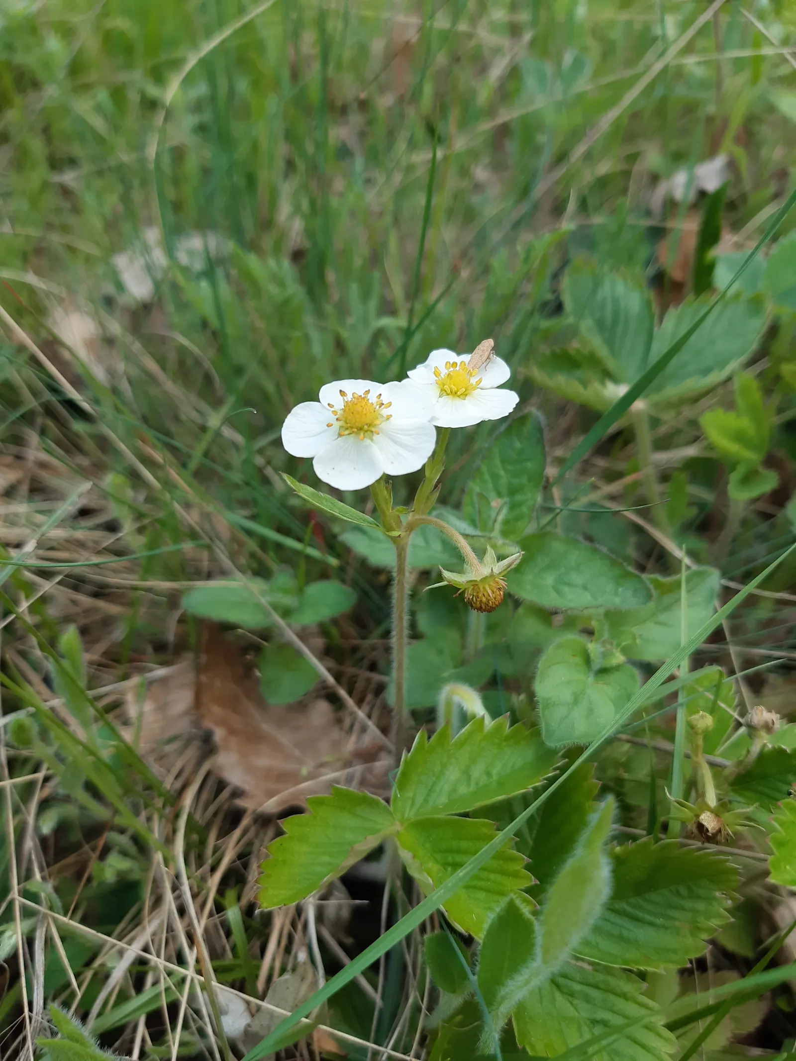 Woodland Strawberry (Fragaria Vesca Ssp. Californica) — allowing it to snugly nestle into small garden spaces or serve as an attractive, image 111