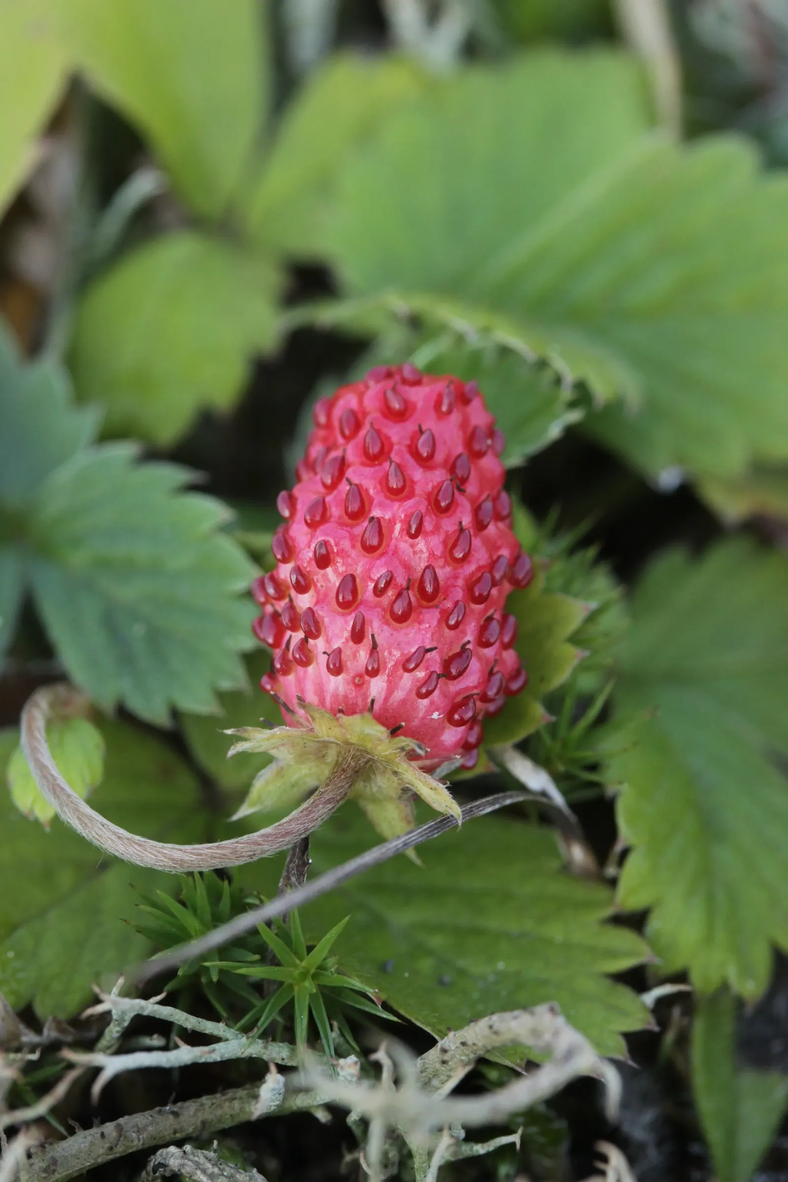 Woodland Strawberry (Fragaria Vesca Ssp. Californica) — Ideal for borders and naturalistic plantings; green backdrop from which the dainty white, image 106