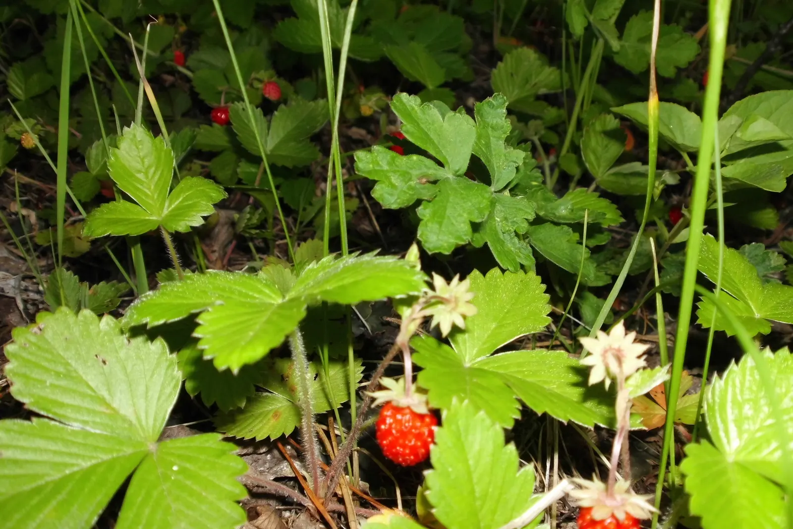 Woodland Strawberry (Fragaria Vesca Ssp. Californica) — making it versatile for various garden settings.<br><br>Delicate; ideal for borders and, image 87