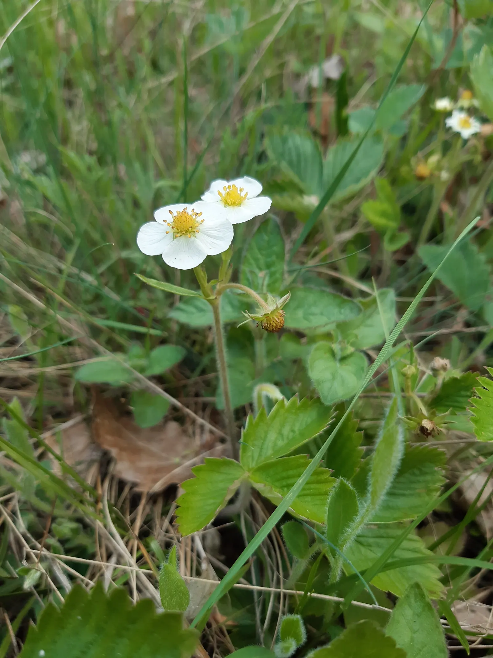 Woodland Strawberry (Fragaria Vesca Ssp. Californica) — californica, is an enchanting addition to any garden, offering both aesthetic charm and, image 108