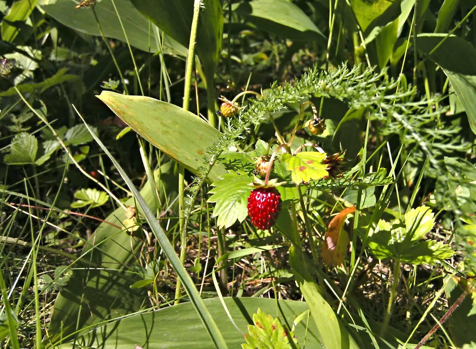 Woodland Strawberry (Fragaria Vesca Ssp. Californica) — the Woodland Strawberry typically reaches a modest height of 6 to 12 inches; with a, image 84
