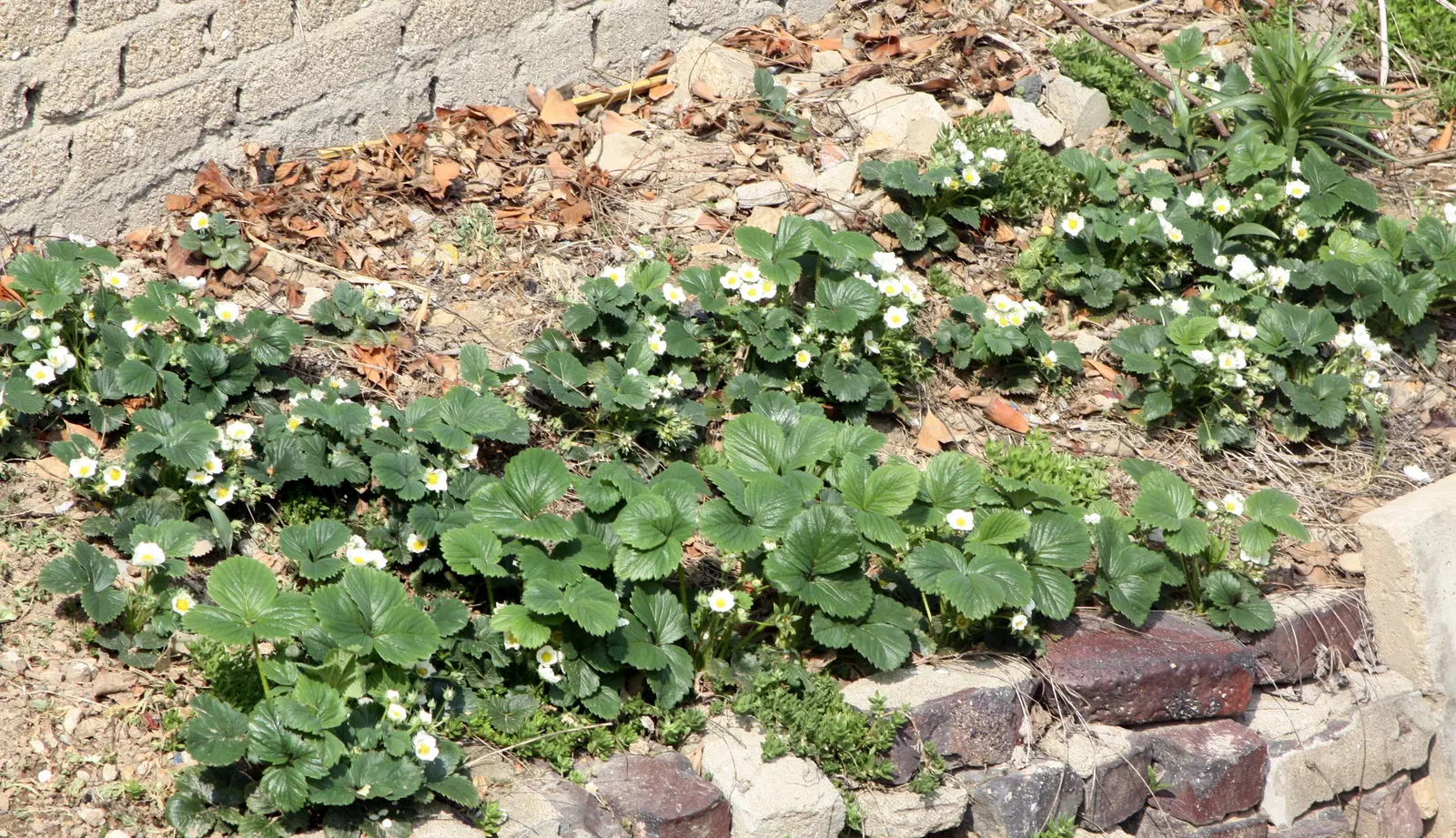 Woodland Strawberry (Fragaria Vesca Ssp. Californica) — with a slightly wider spread of 12 to 18 inches; including birds and butterflies, image 110