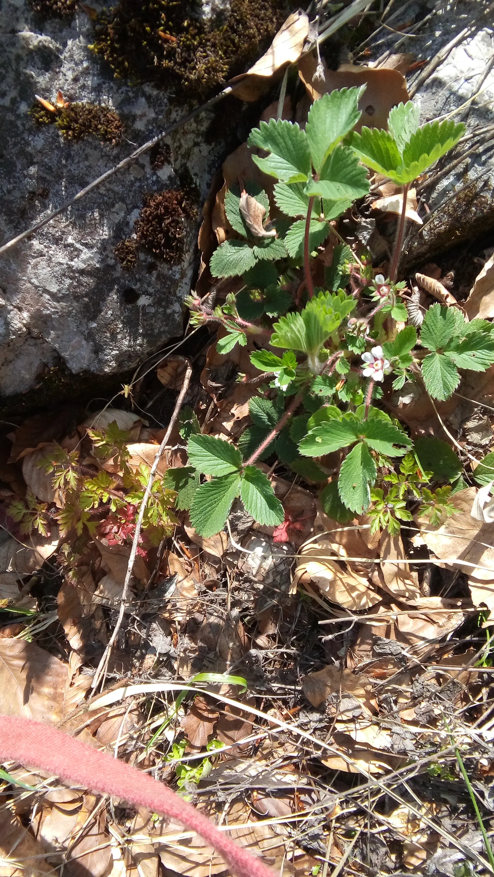 Woodland Strawberry (Fragaria Vesca Ssp. Californica) — and can act as an effective erosion control agent on slopes; the Woodland Strawberry is, image 96