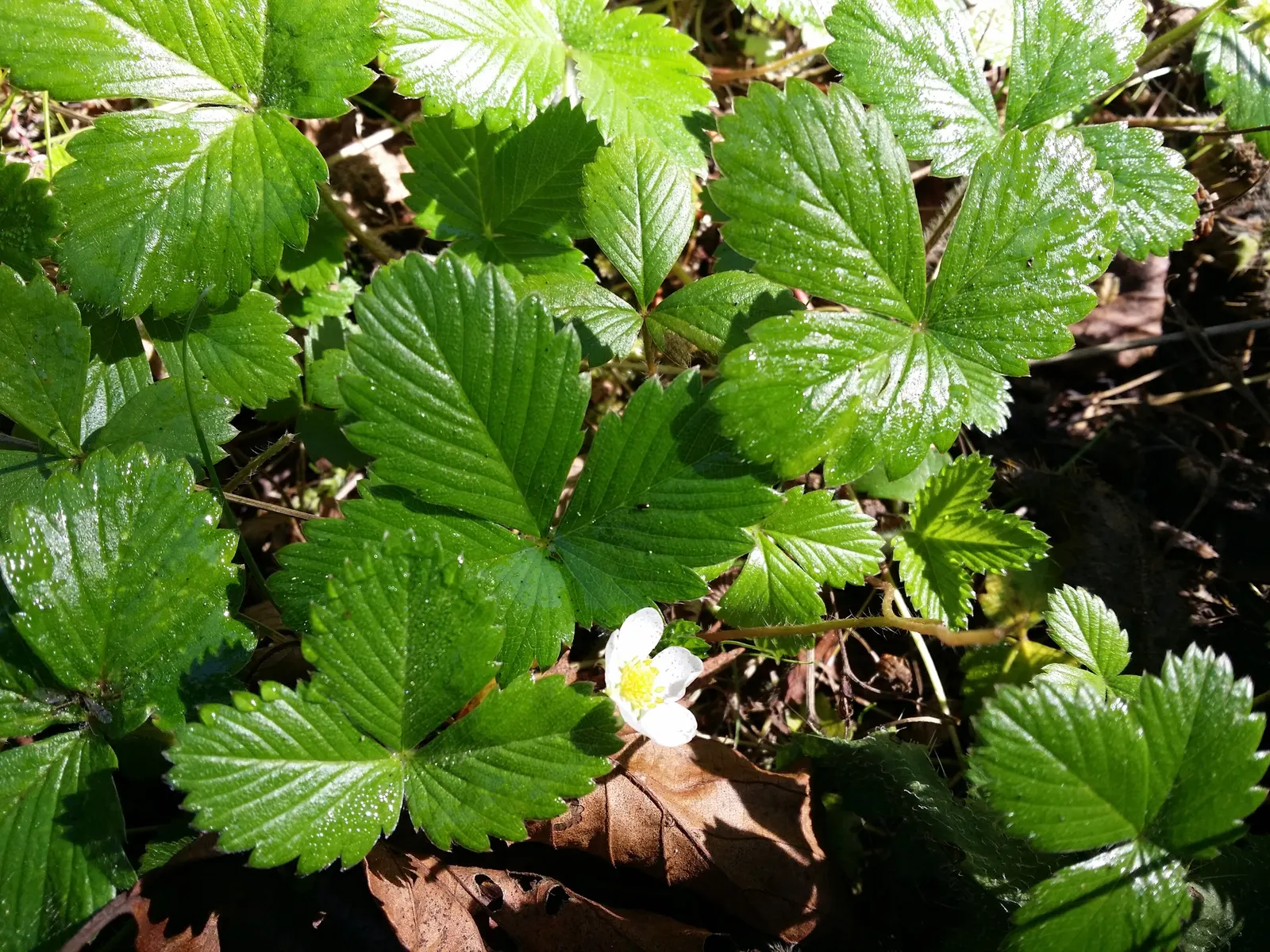 Woodland Strawberry (Fragaria Vesca Ssp. Californica) — californica, is a petite perennial, thriving in USDA zones 5-9; allowing it to snugly, image 102