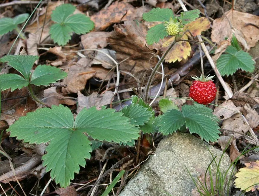 Woodland Strawberry (Fragaria Vesca Ssp. Californica) — green backdrop from which the dainty white flowers emerge in spring; drought-resistant once, image 89