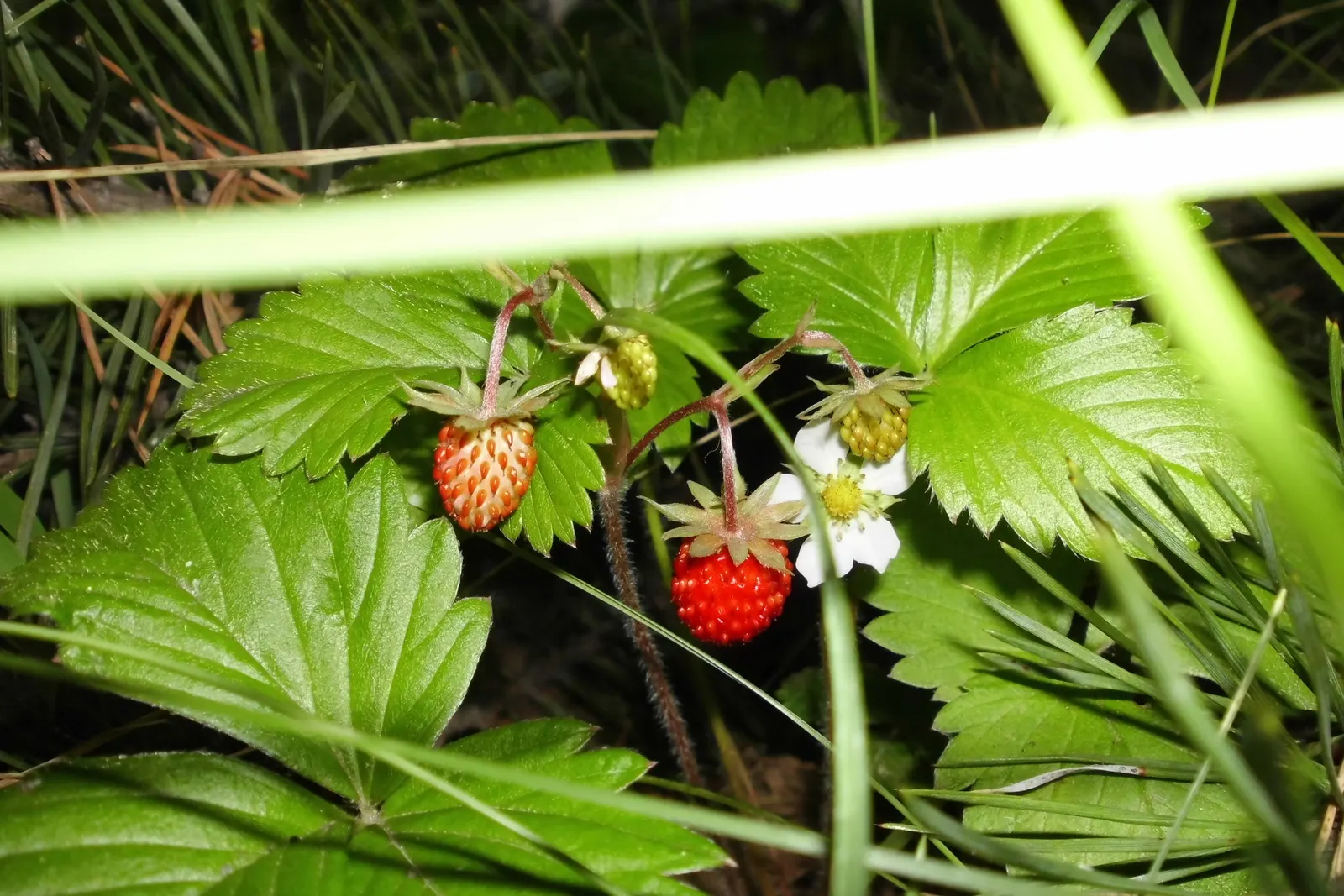 Woodland Strawberry (Fragaria Vesca Ssp. Californica) — With a height of about 6 inches and a spread of up to 12 inches, it forms a lush, low, image 104