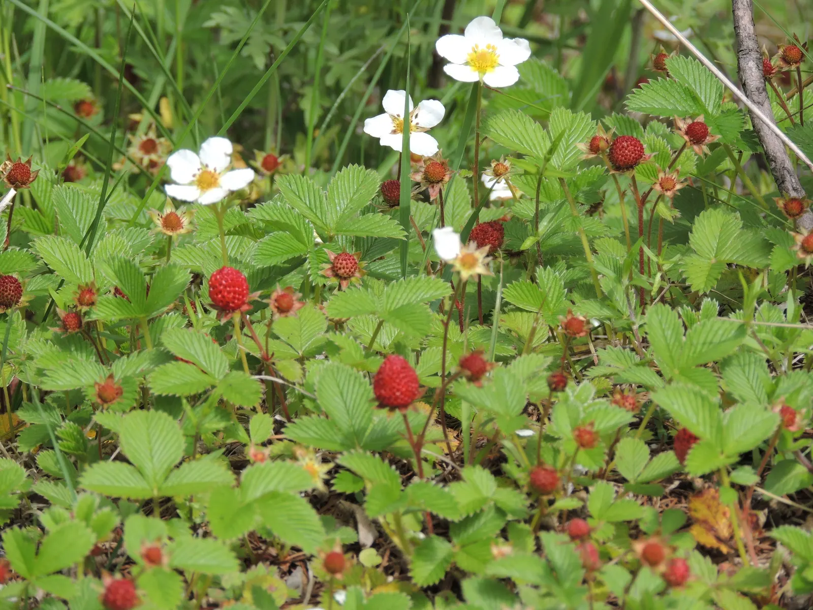 Woodland Strawberry (Fragaria Vesca Ssp. Californica) — ground cover / perennial for full or half or shade; when incorporating this ground jewel, image 100