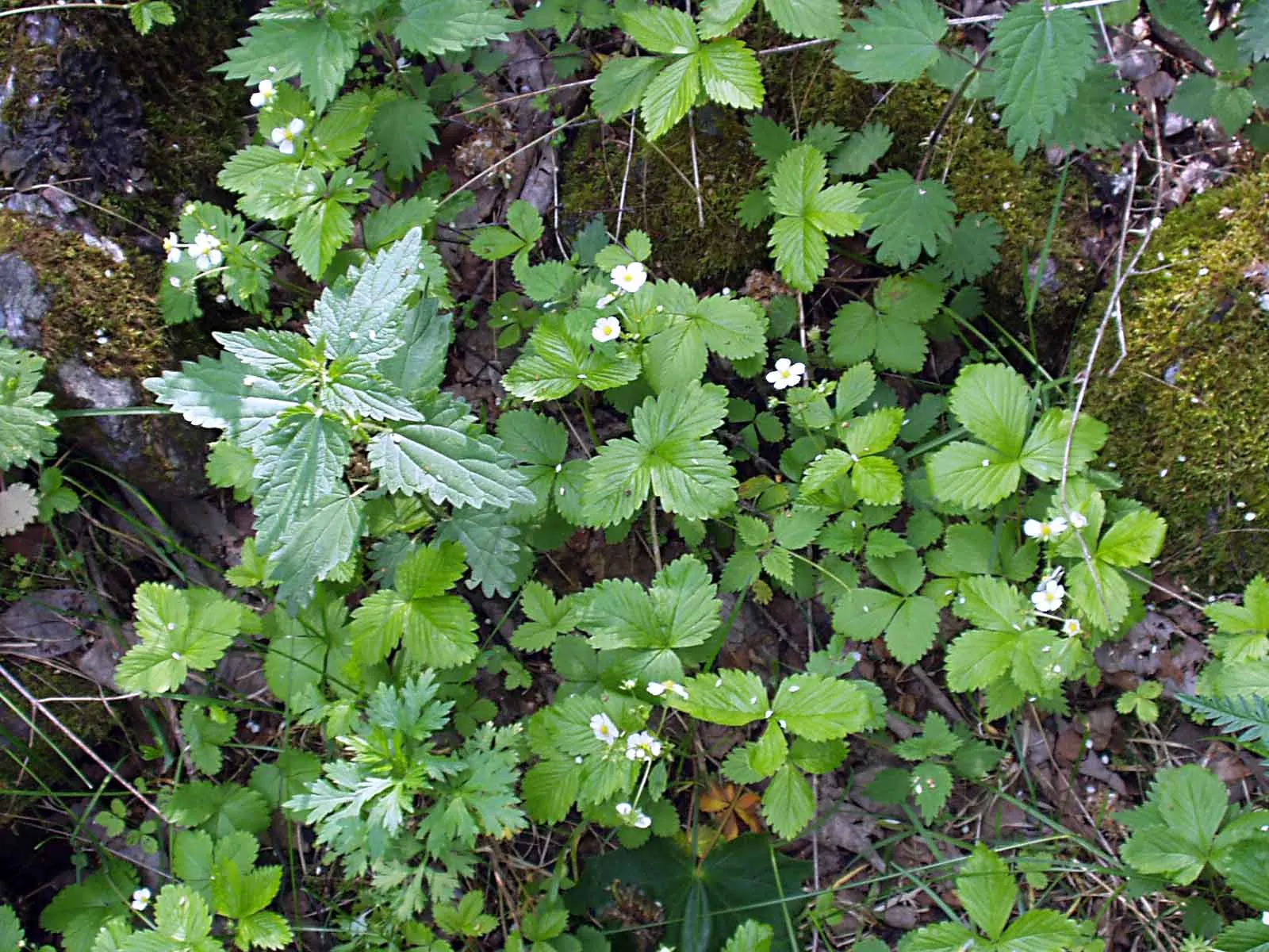 Woodland Strawberry (Fragaria Vesca Ssp. Californica) — drought-resistant once established; making it versatile for various garden, image 95