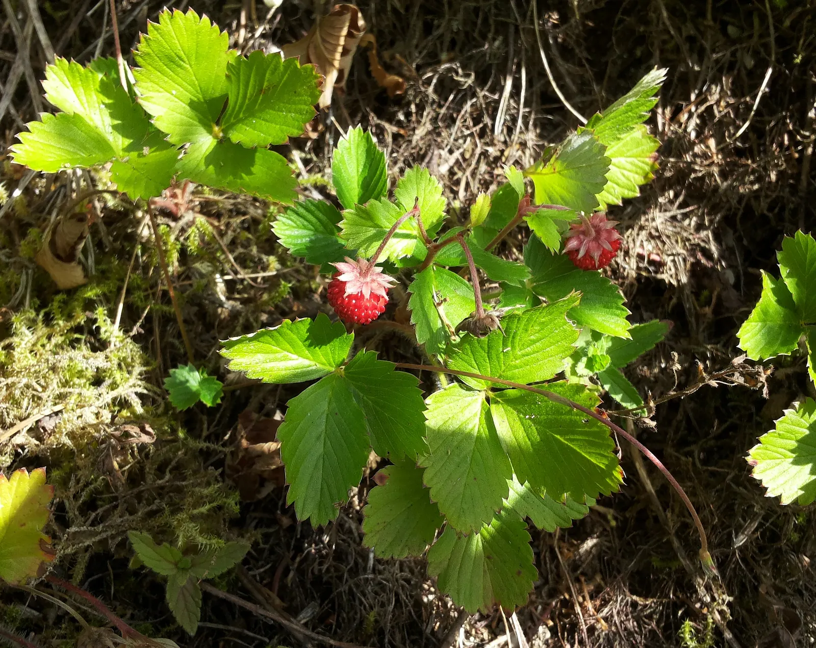 Woodland Strawberry (Fragaria Vesca Ssp. Californica) — the Woodland Strawberry is low-maintenance; preferring partial shade, this hardy plant, image 94