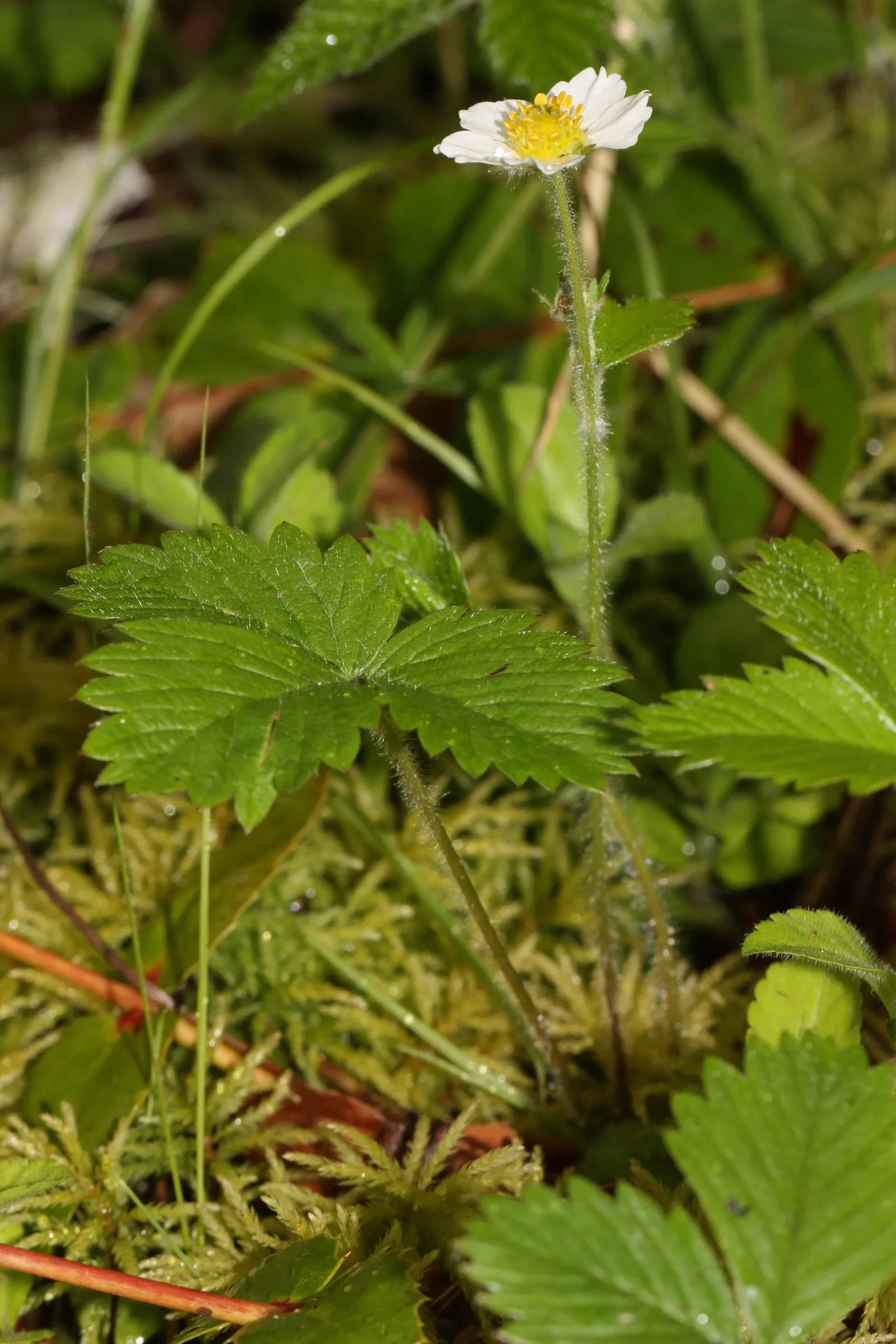 Woodland Strawberry (Fragaria Vesca Ssp. Californica) — The Woodland Strawberry, scientifically known as Fragaria vesca ssp; and can act as an, image 82