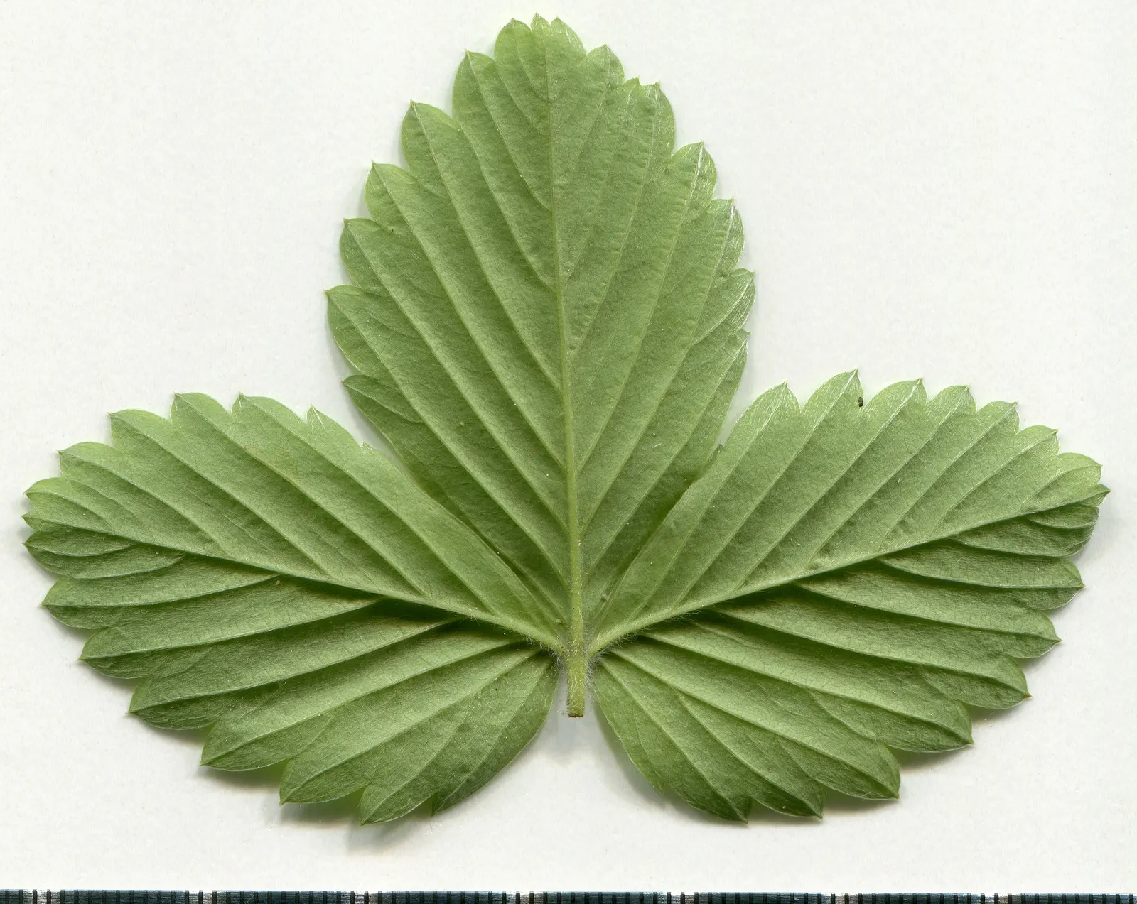 Woodland Strawberry (Fragaria Vesca Ssp. Californica) — californica, is an enchanting addition to any garden, offering both aesthetic charm and, image 83