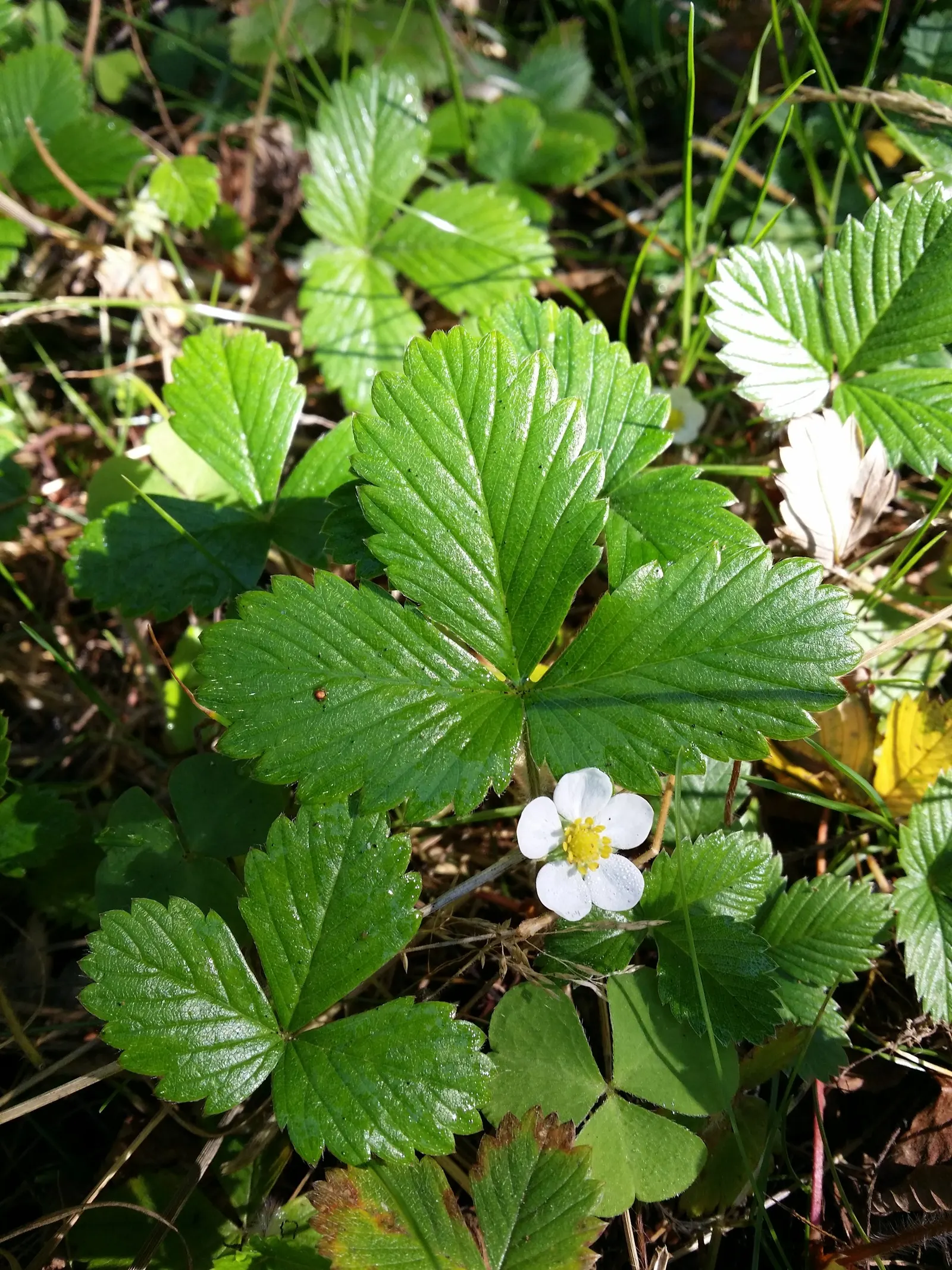 Woodland Strawberry (Fragaria Vesca Ssp. Californica) — Preferring partial shade, this hardy plant endows gardens with edible fruit and year-round, image 105