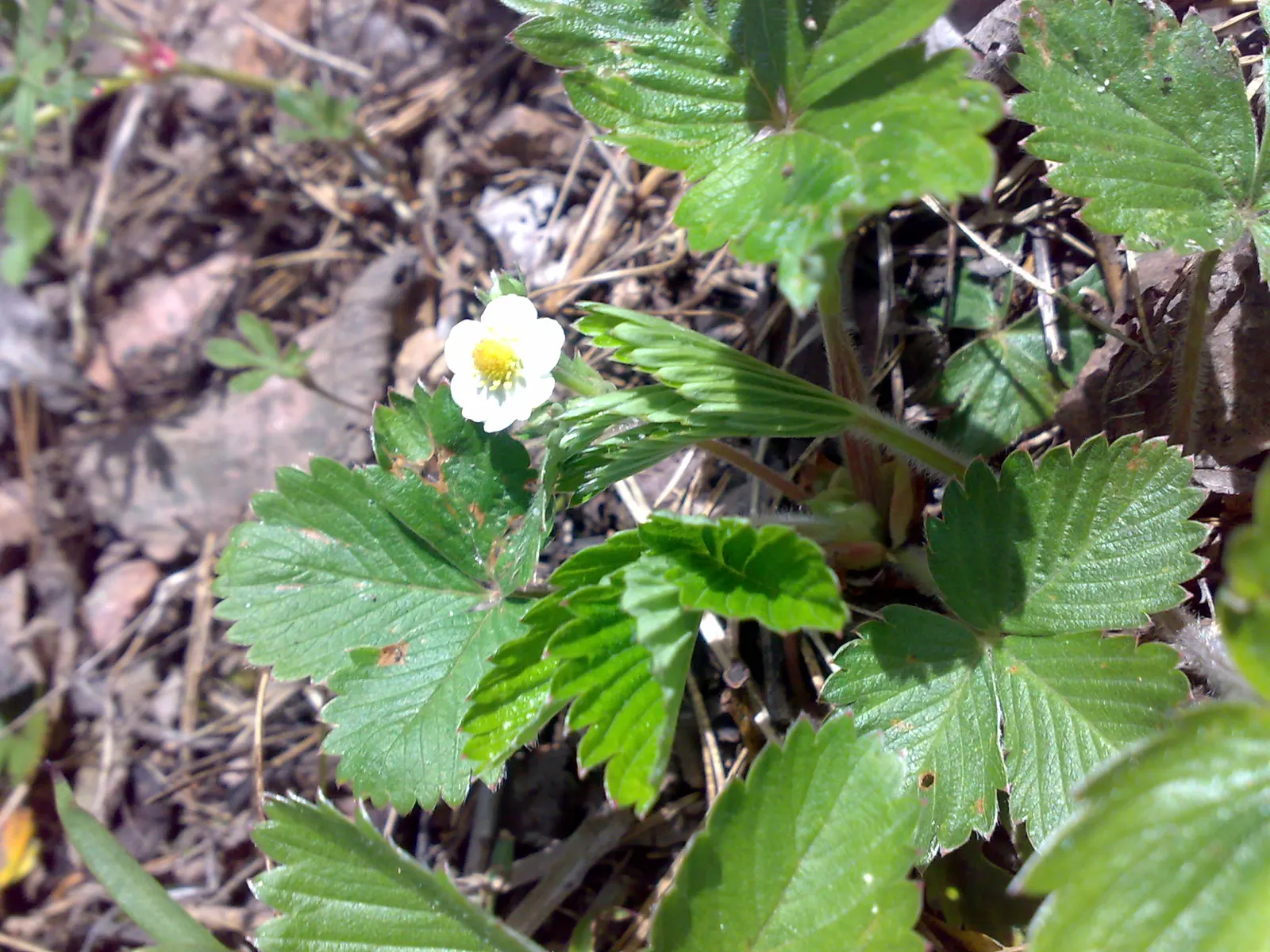 Woodland Strawberry (Fragaria Vesca Ssp. Californica) — The Woodland Strawberry, scientifically known as Fragaria vesca ssp; and can act as an, image 107