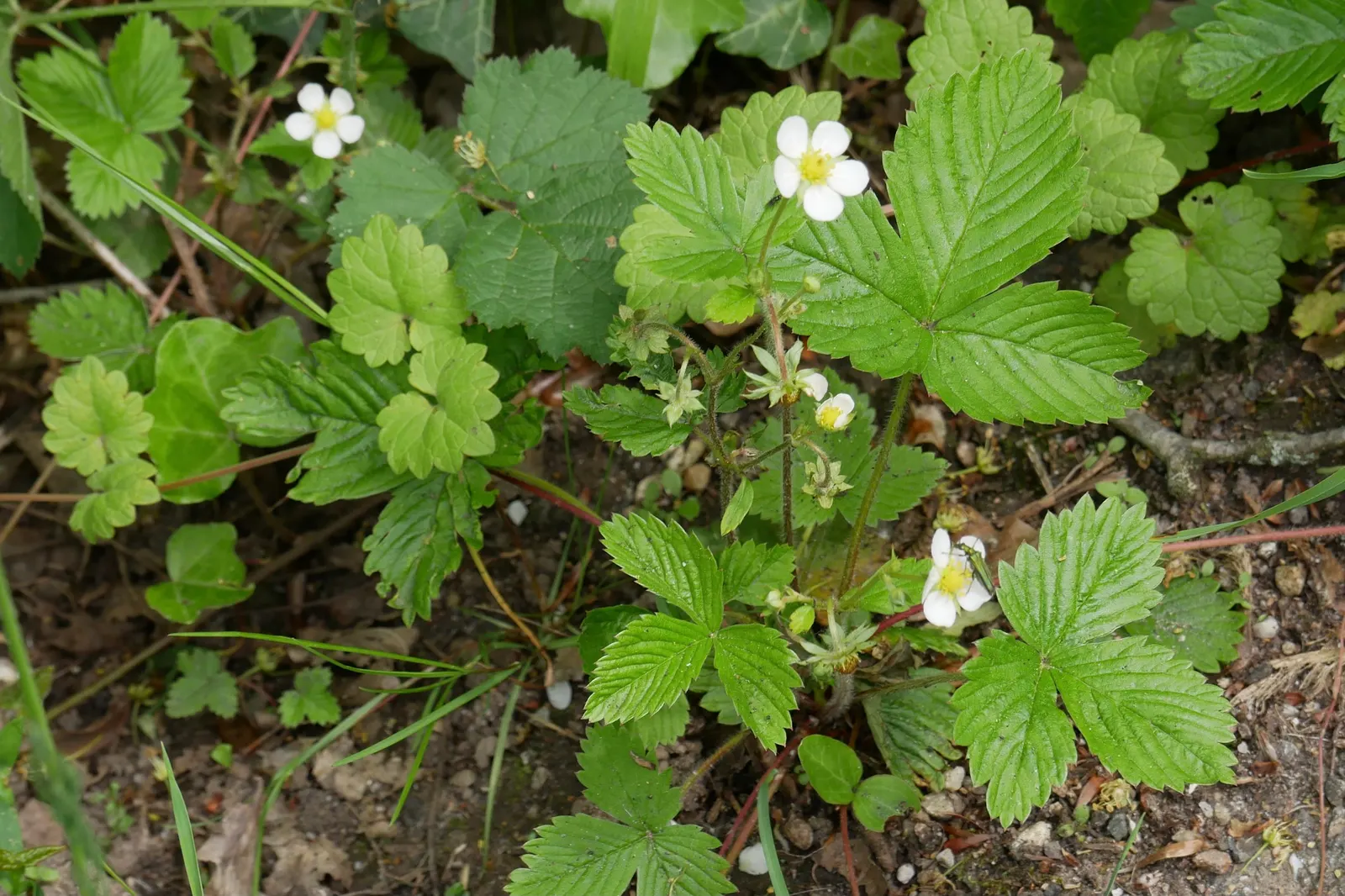 Woodland Strawberry (Fragaria Vesca Ssp. Californica) — It boasts delicate white flowers and luscious red berries, approximately 0.5-1 inch in, image 103