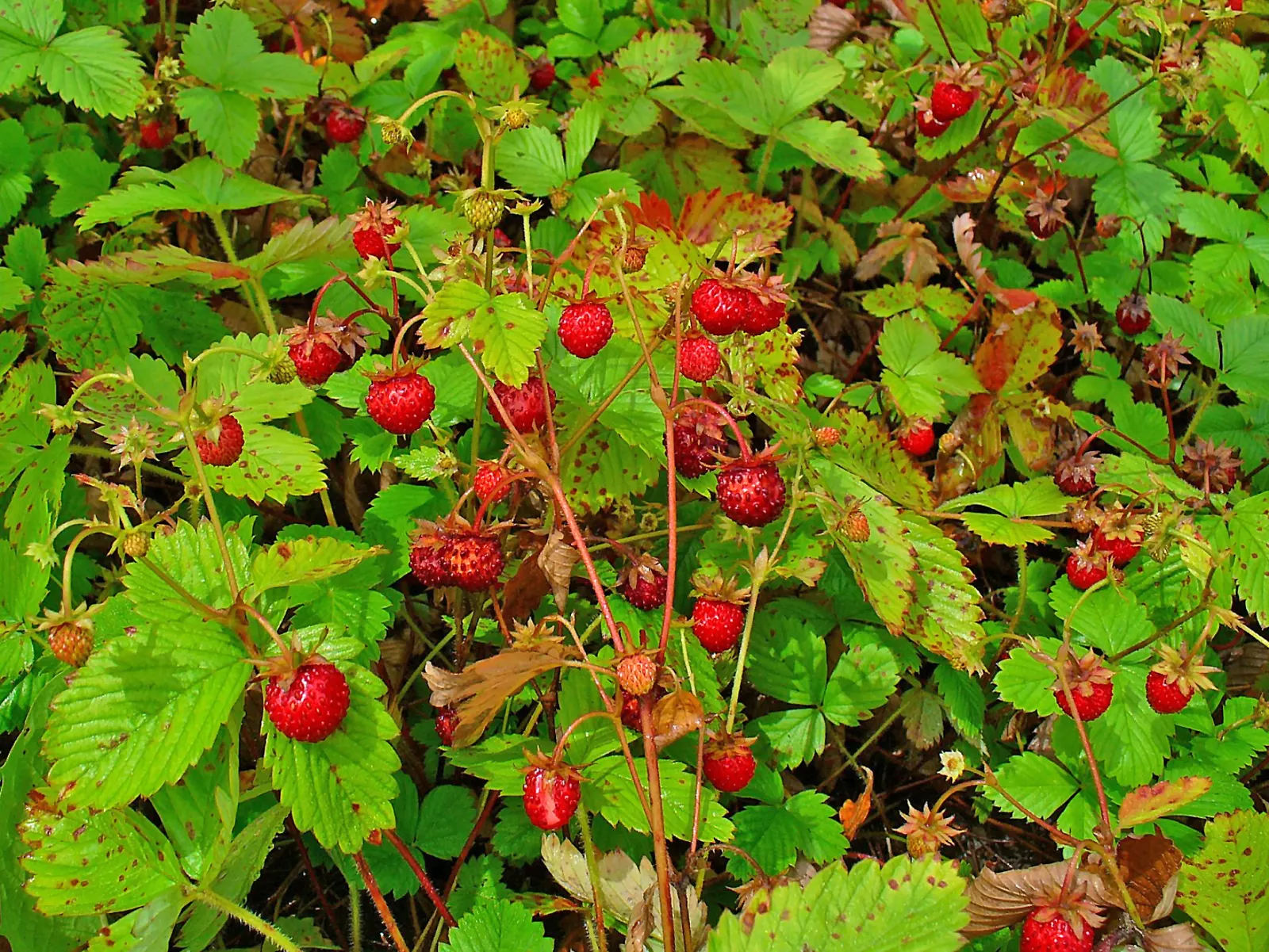 Woodland Strawberry (Fragaria Vesca Ssp. Californica) — The Woodland Strawberry, Fragaria vesca ssp; with a height of about 6 inches and a spread, image 101